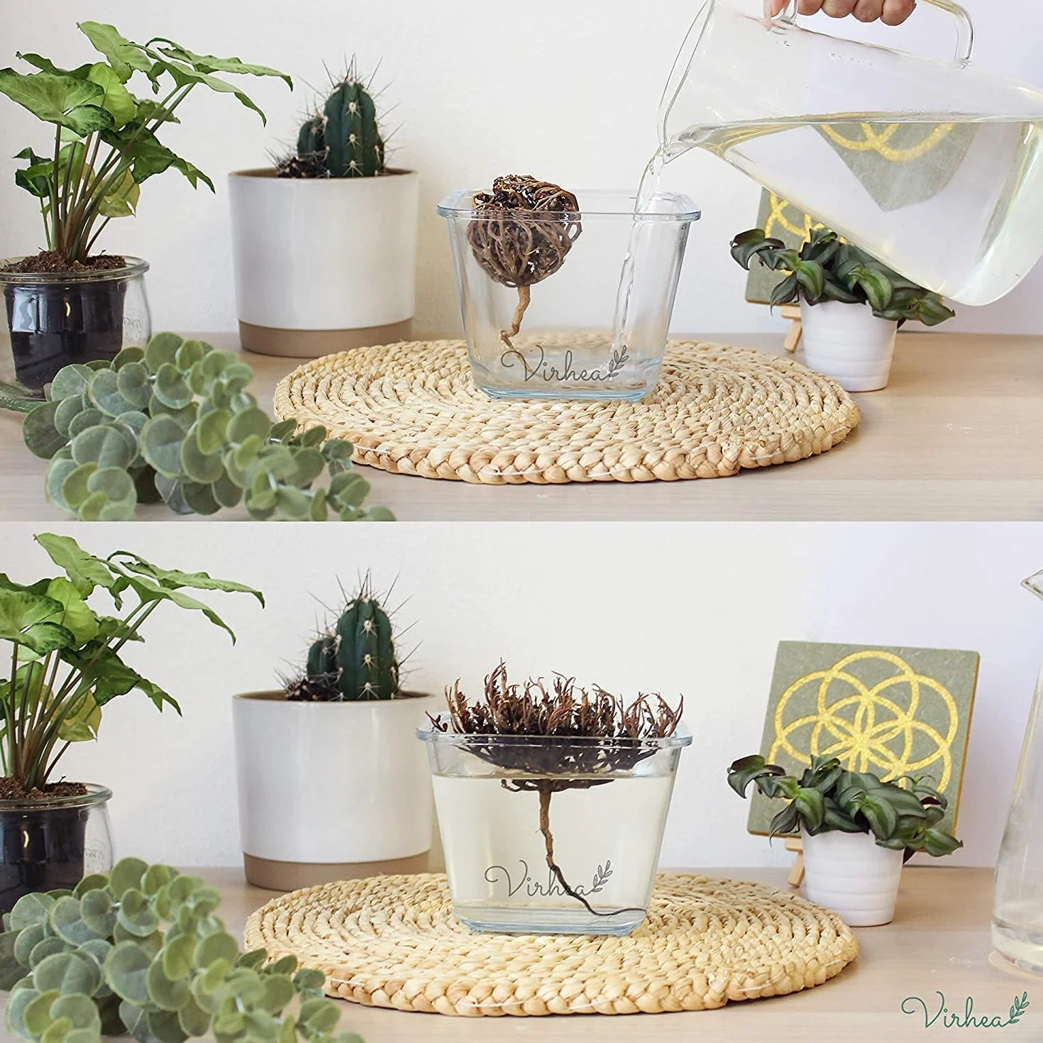 Rose de Jericho Chajarat Mariam x8 - Roślina promująca płodność