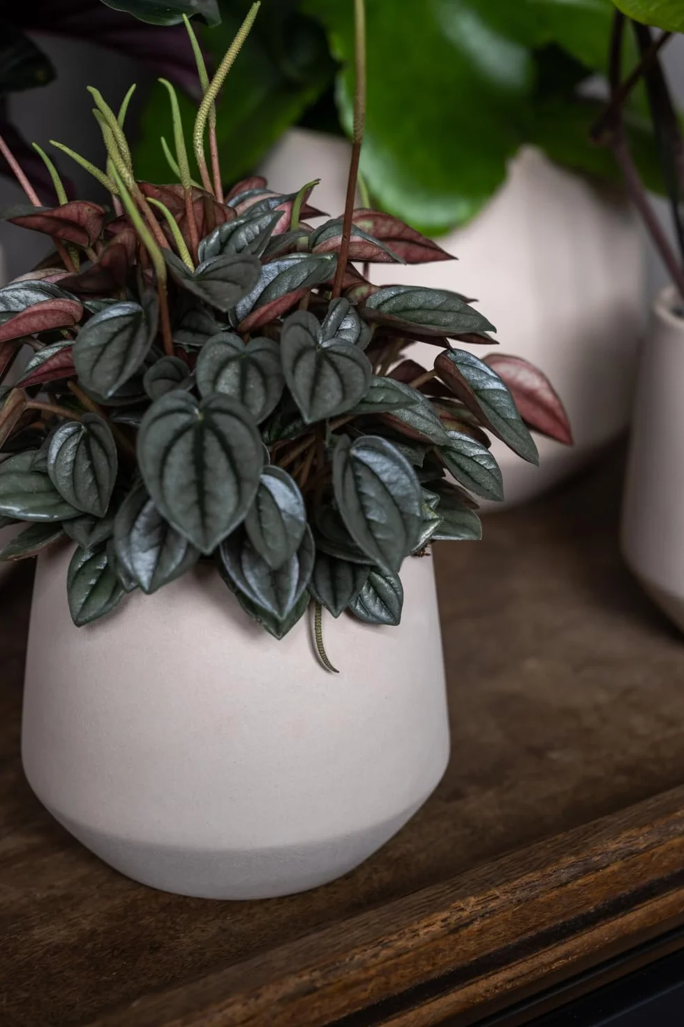 Pottery Pots Doniczka Julia M, Funghi Beige | Ø: 15 x wys.: 15