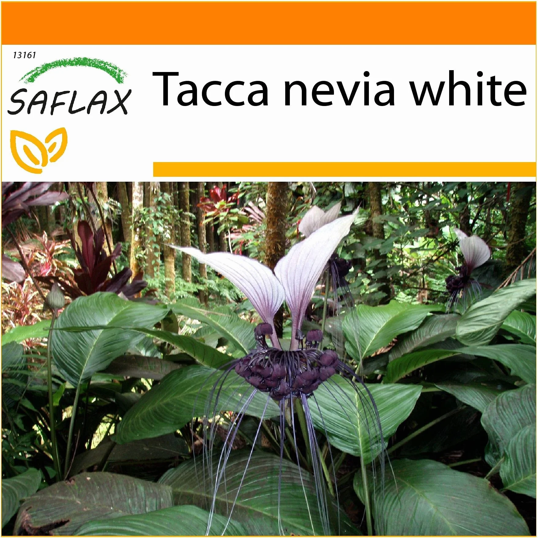 SAFLAX - Ogród w torbie - Nepalskie Olbrzymy - 10 Nasiona - Z rosnącym podłożem w praktycznej, samowznoszącej torbie. - Tacca nevia white