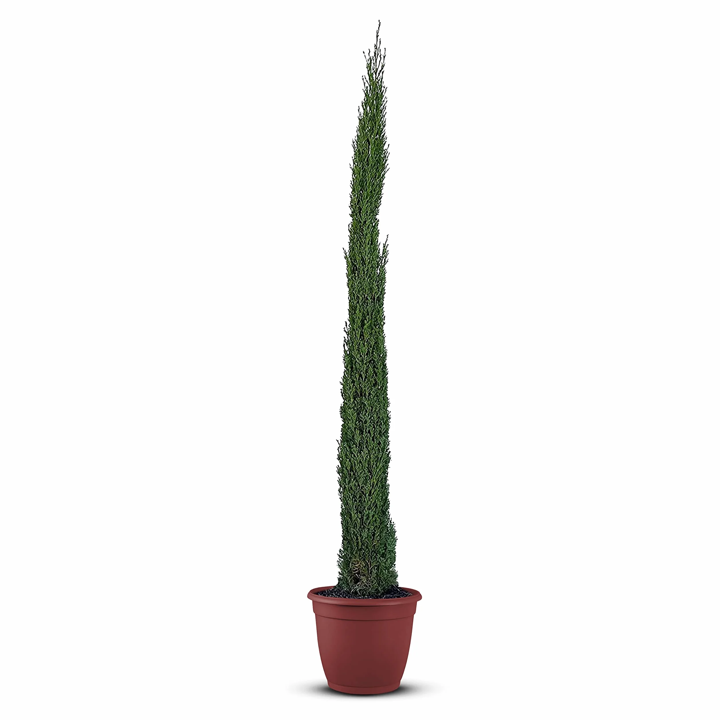 Cupressus Sempervirens włoski cyprys 170 cm, smukły zimozielony cyprys do ogrodu
