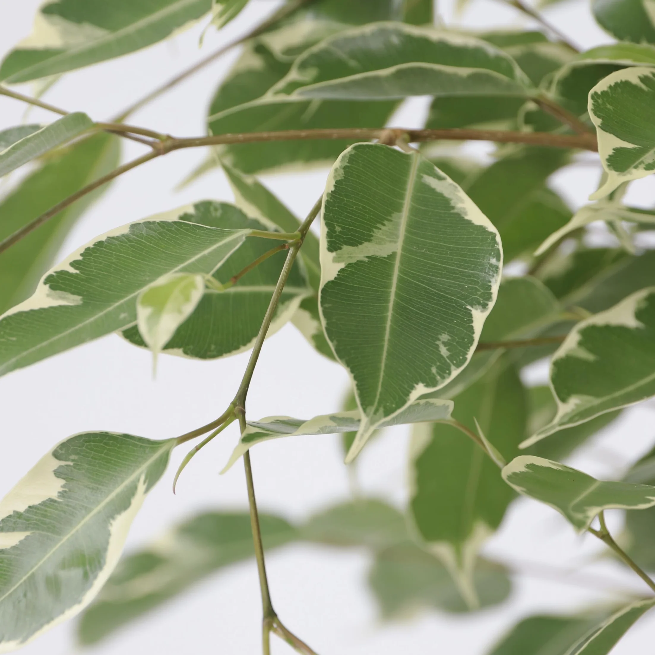 Ficus Benjamina Twilight Roślina Doniczkowa 21cm 100-110cm