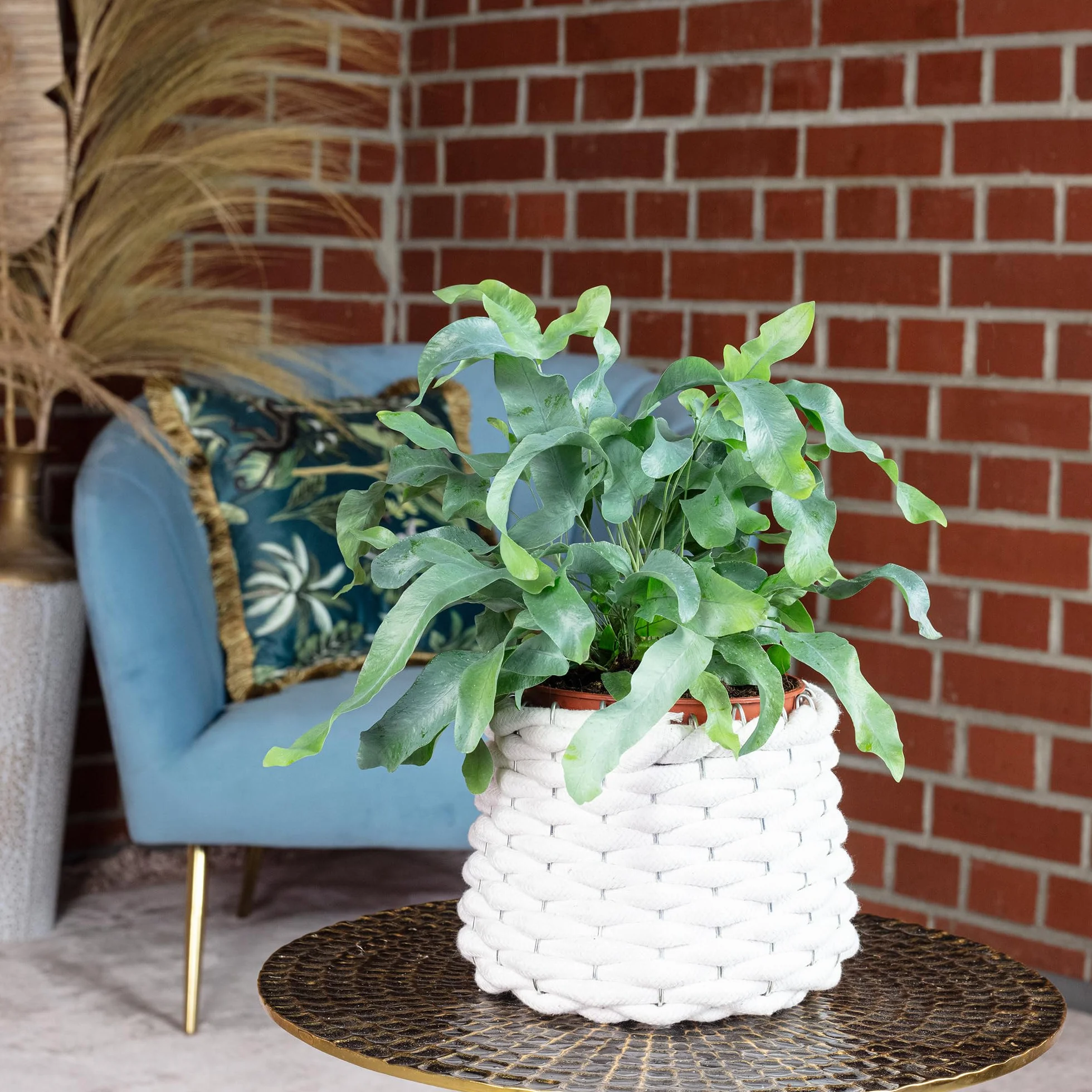 Phlebodium aureum 'Blue Star' Złota paproć roślina pokojowa 40 cm doniczka 14 cm