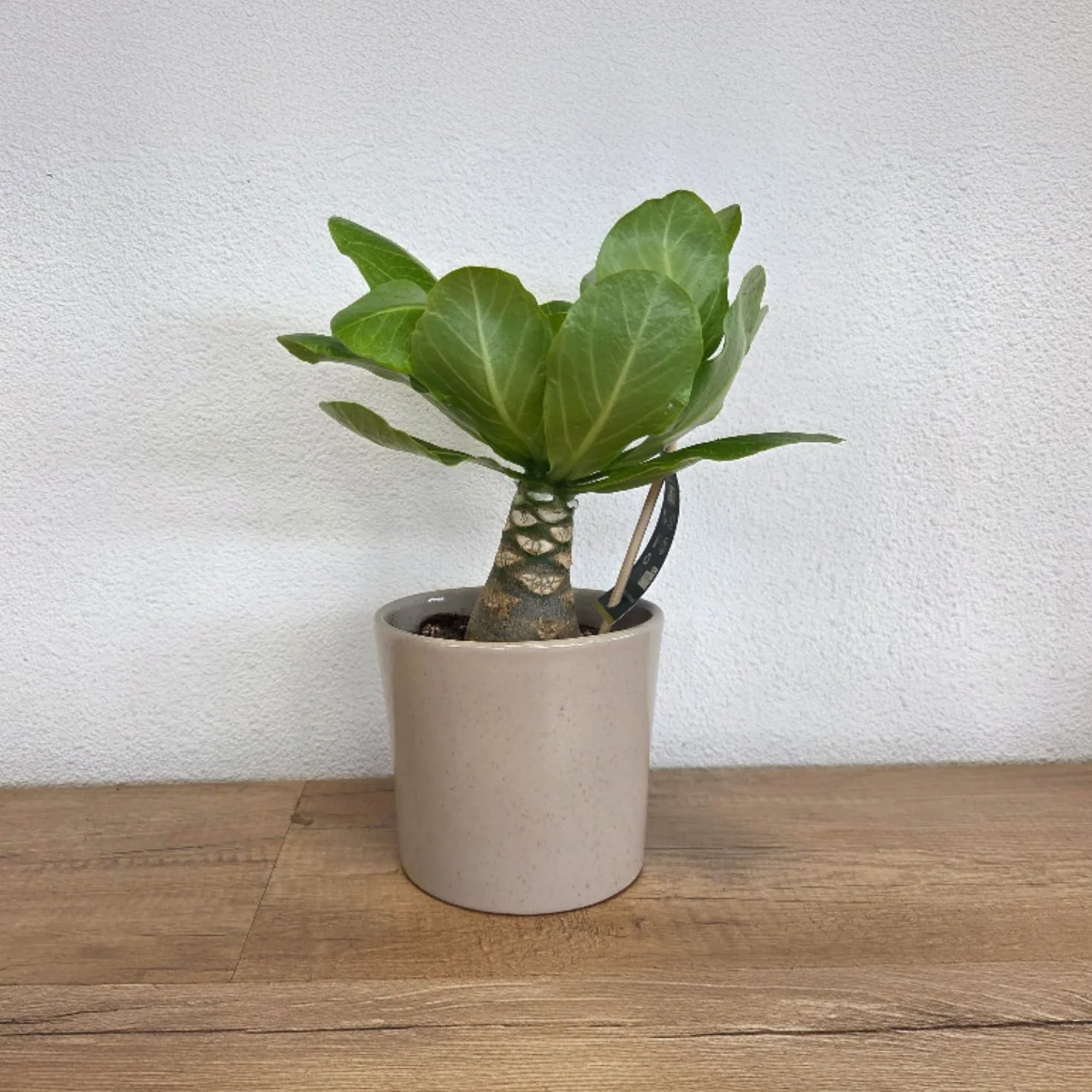 Brighamia Insignis Palma Hawajska Zestaw 2 sztuk Doniczka 12cm Wysokość 25-35cm