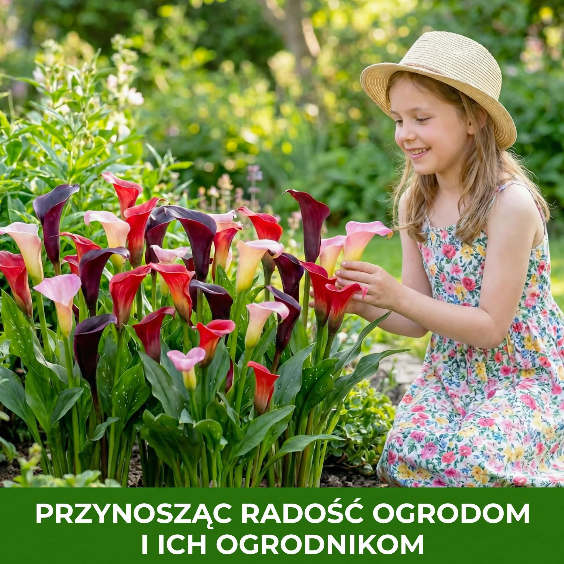Cebulki żółtej pasji (żółte) Zantedeschia Calla Lily, 5 prawdziwych i dużych cebul, które rodzą więcej niż 5 kwiatów, idealna roślina ogrodowa, kwiatowe z Holandii (bez nasion i nie sztuczne)