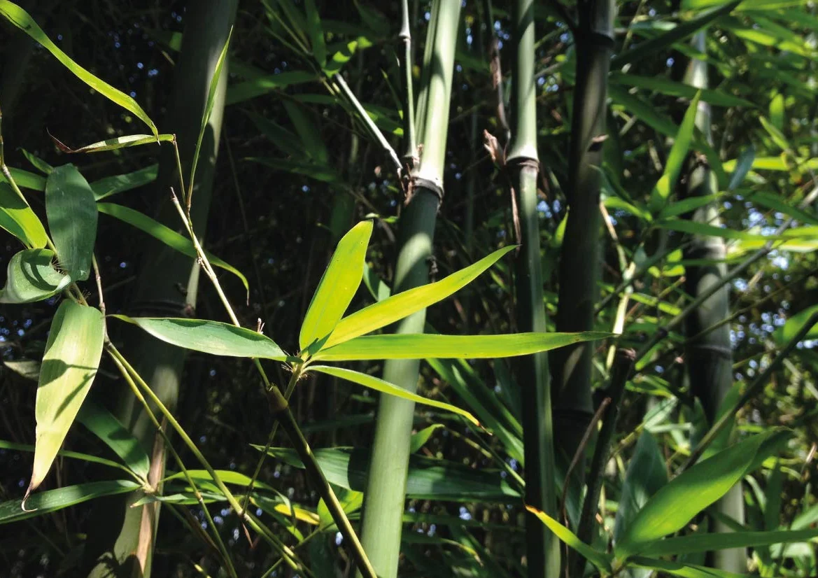 Feel Green Ecocube Zestaw do Uprawy, Wielokolorowy, 1 Zestaw