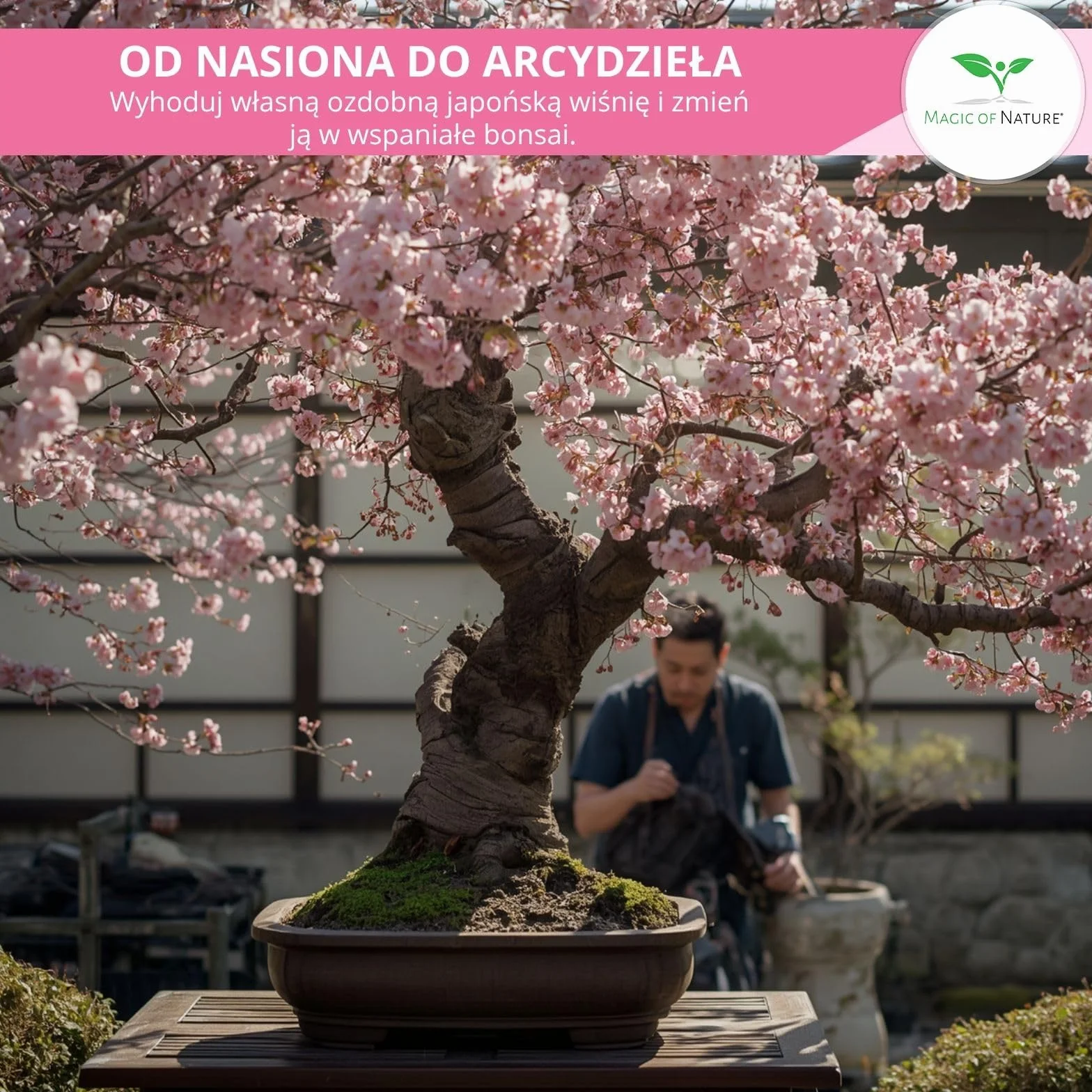 Magic of Nature Wiśnia Japońska 10 Szt - Nasiona Sakura Kwiaty - Drzewo Mrozoodporne Wieloletnie - Różowy Sen do Ogrodu i Bonsai