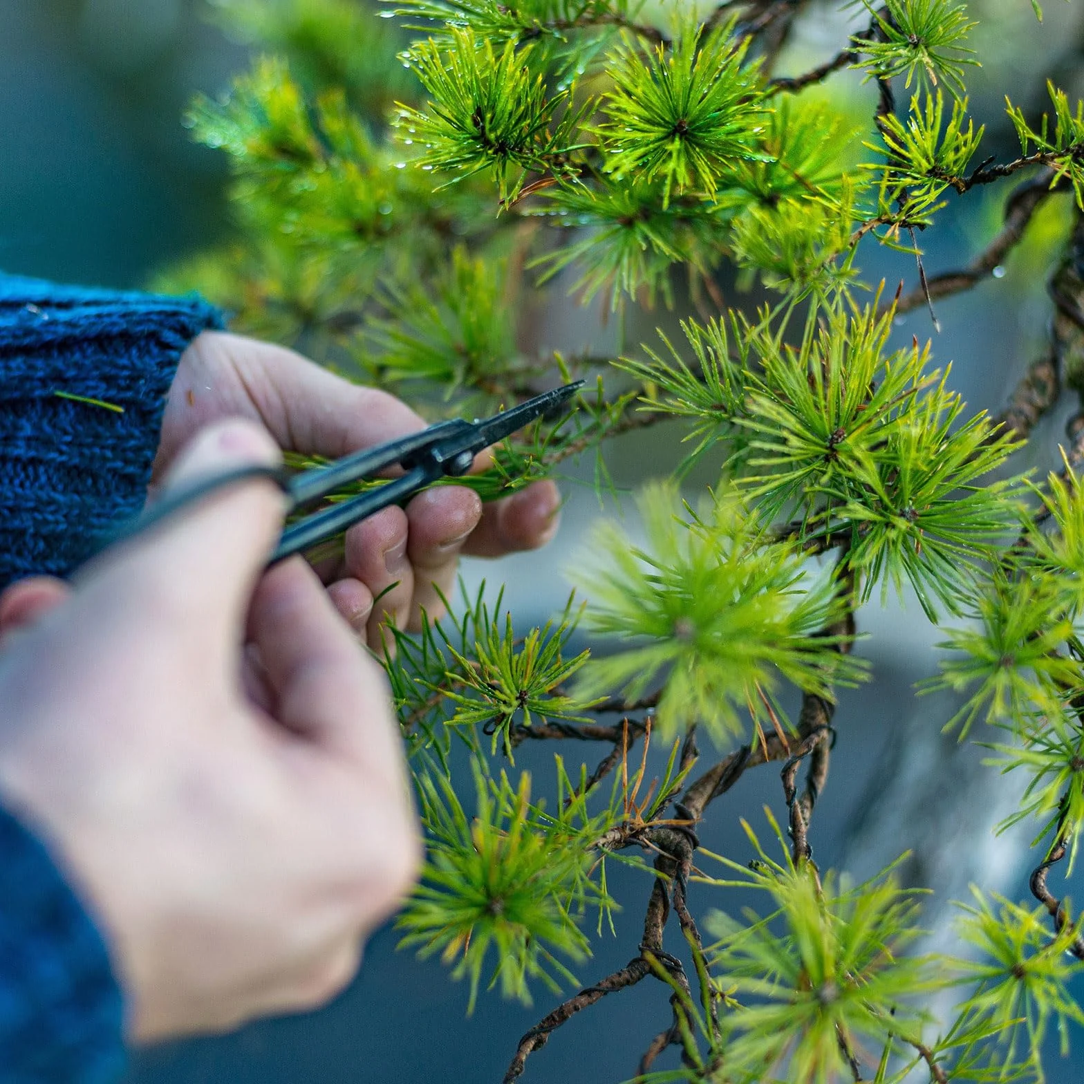 PATIKIL 1 mm przędza treningowa Bonsai, 1 rolka kwiatowa pręty anodowane aluminiowy drut 16,4 stopy ogółem do mocowania gałęzi ogrodniczych, czarny