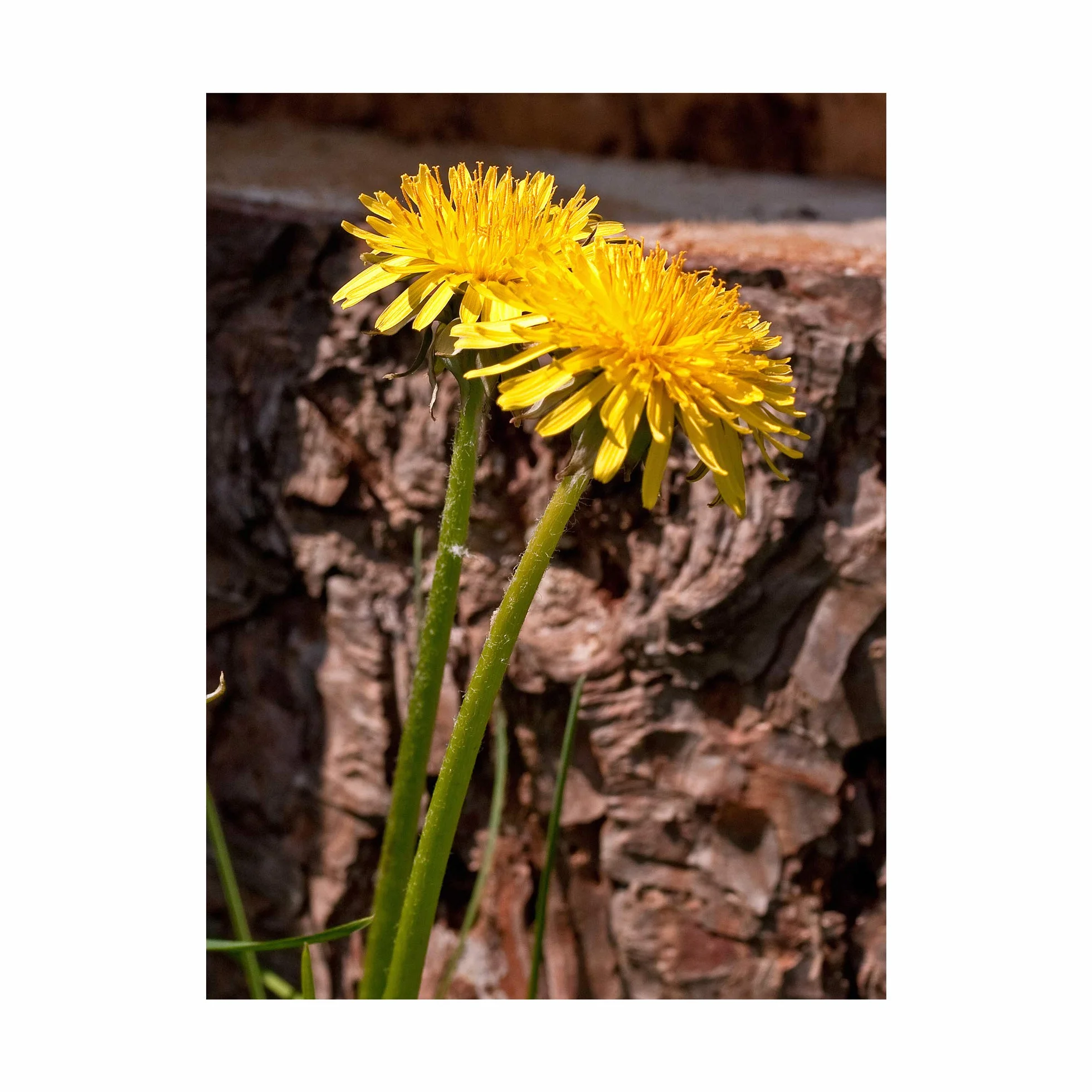 Mniszek lekarski (Taraxacum officinale) 500 nasion Mniszek lekarski Jaskier lekarski