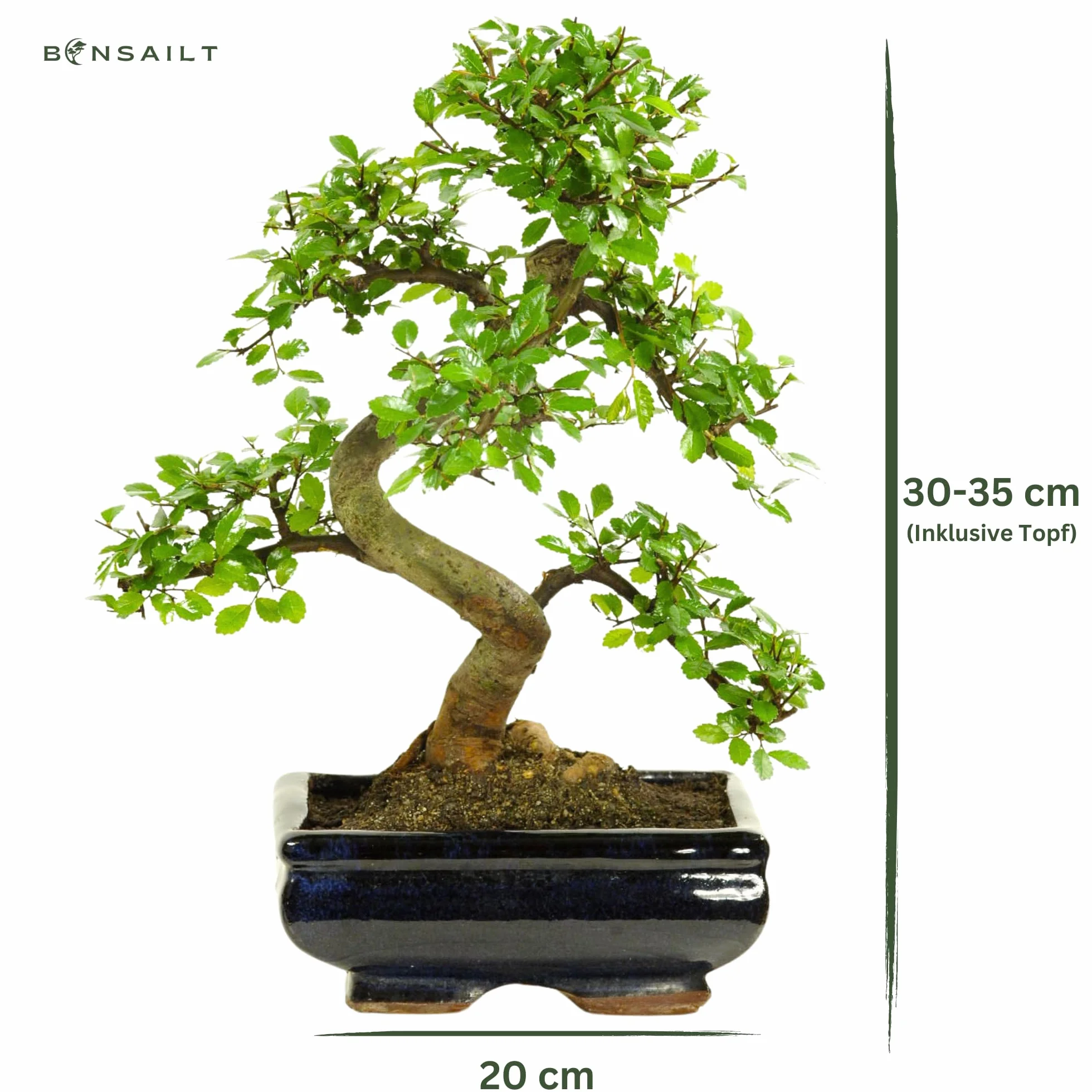 Bonsai z ceramicznym garnkiem Ligustrum Ficus Carmona Podocarpus Chiński wiąz 6-9 lat