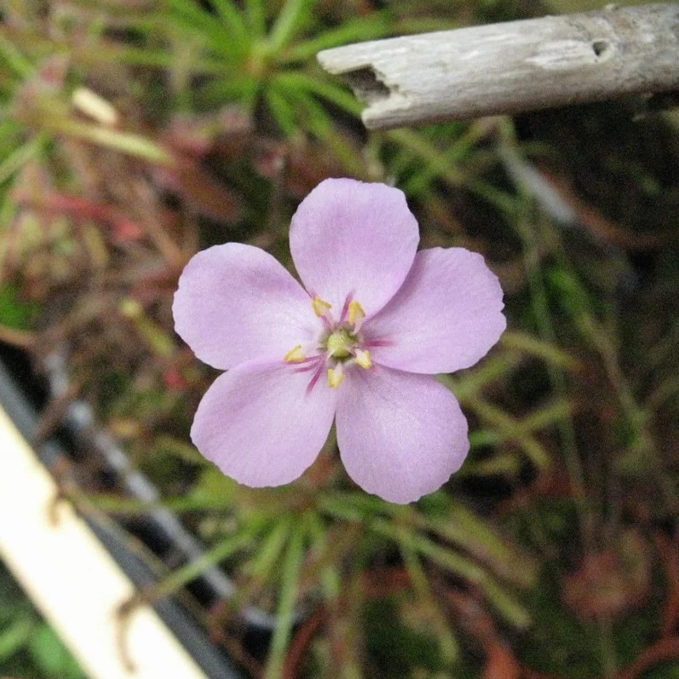 Generic Mięsożerna roślina ogrodowa, 100 szt. Peleryna rosiczka odświeżająca Drosera Capensis mięsożerna roślina ogrodowa łatwa w uprawie