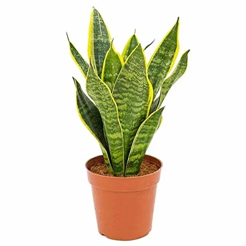 Sansevieria trifasciata Futura Superba 30-35 cm donica Ø 10 cm