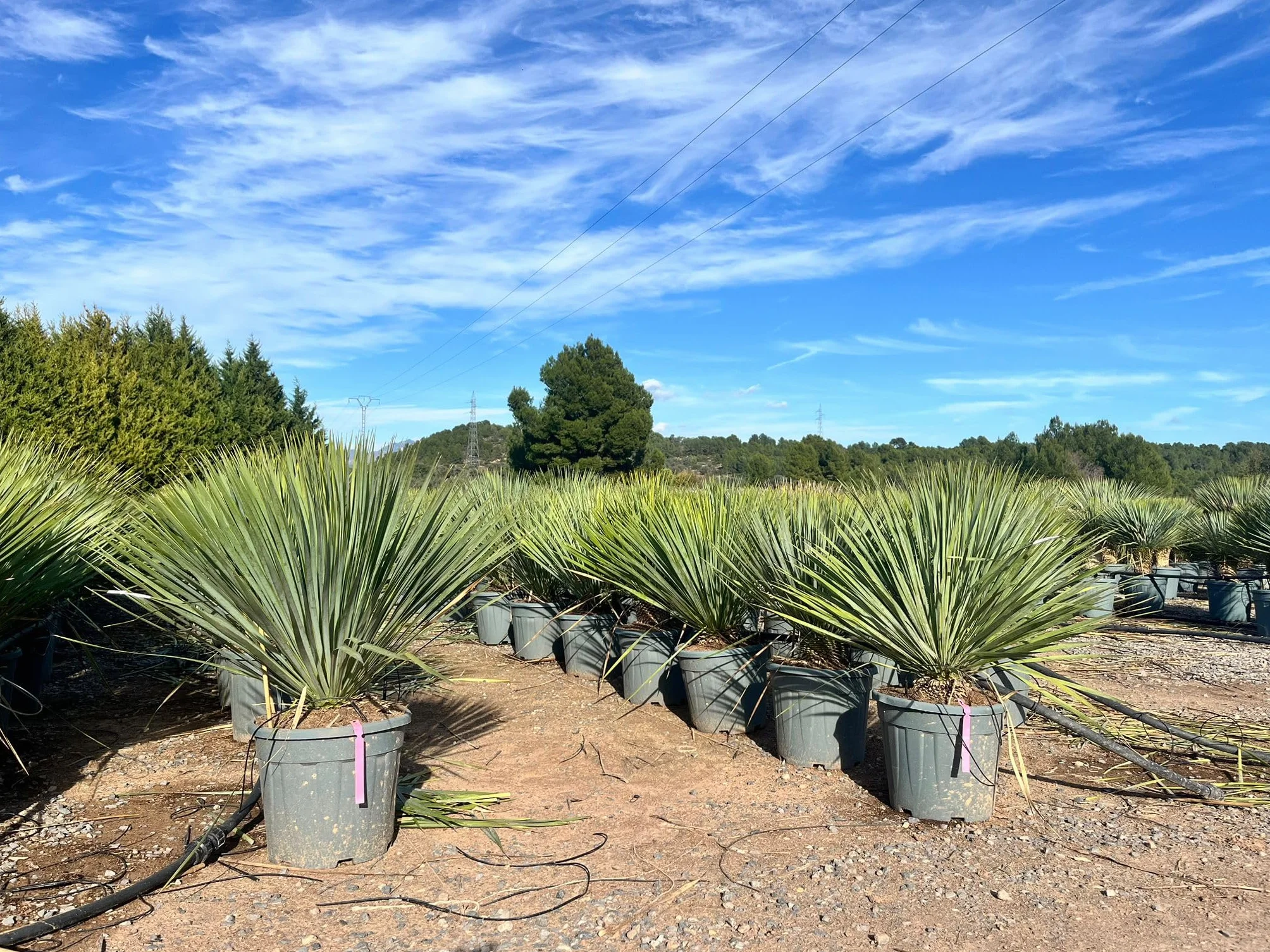 Yucca Rostrata Blue Palmlellie 100 cm Roślina odporna na temperaturę do -20°C