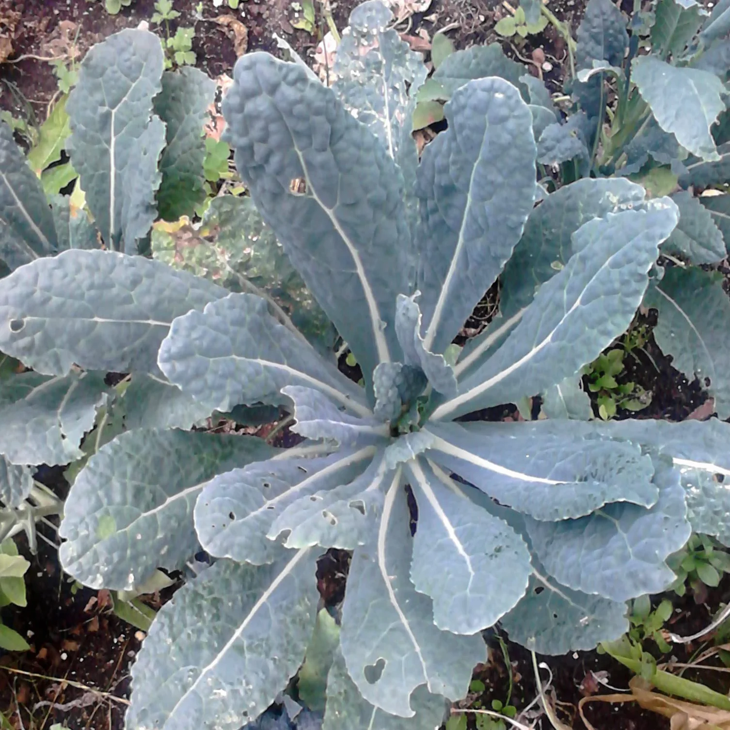 Jarmuż toskański palmowy "Cavolo Nero" (Brassica oleracea var. palmifolia) ok. 400 nasion Kapusta czarna, kapusta włoska, superżywność