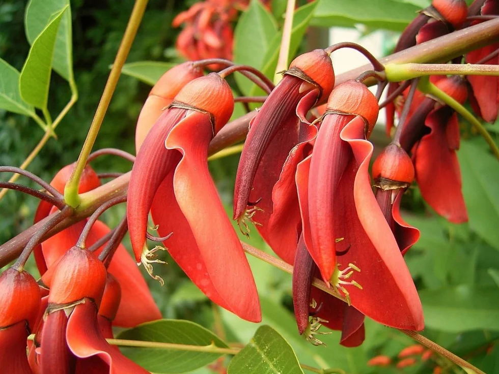 Erythrina crista galli Karaibski Krzew Koralowy - 6 Nasiona - Z pożywką