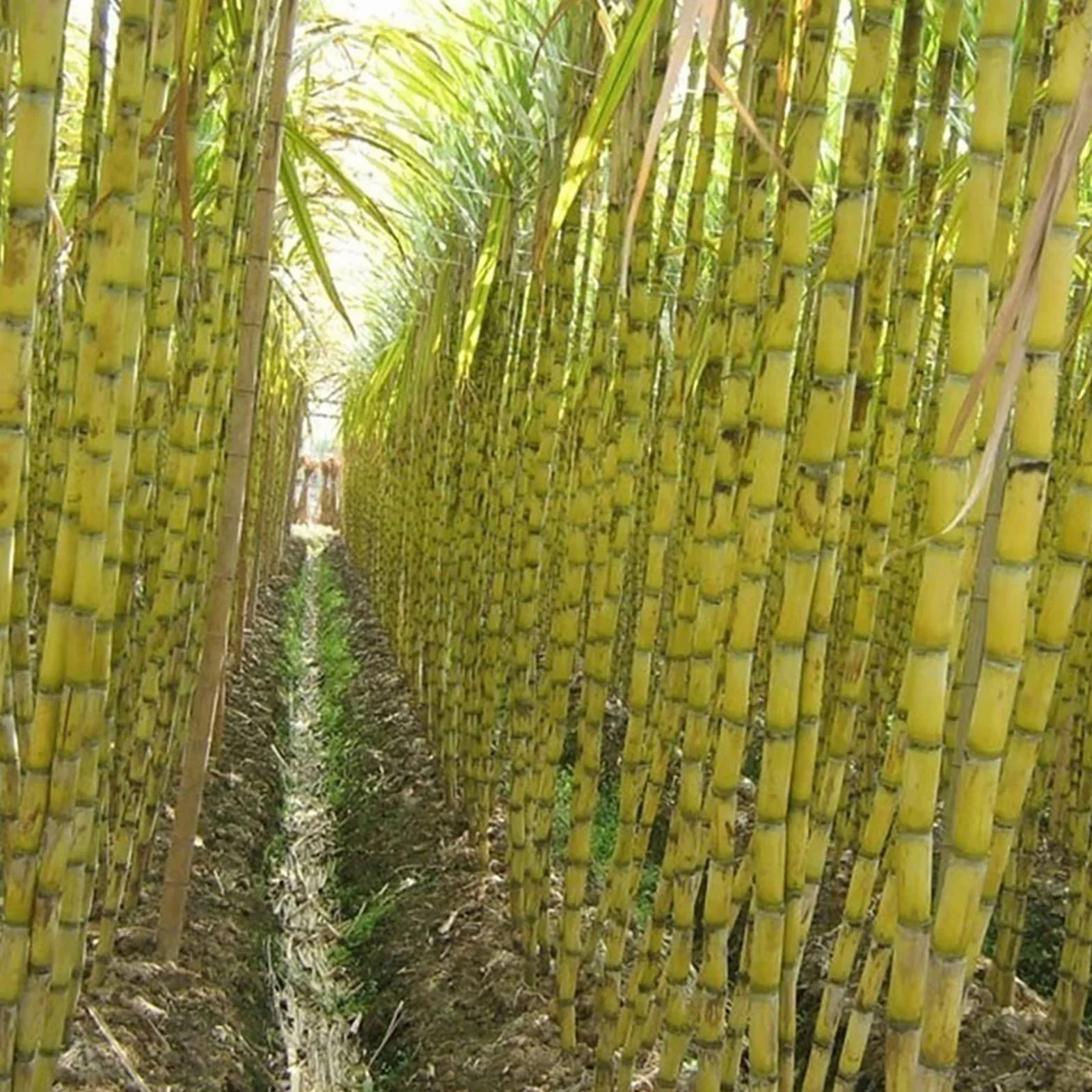 Generic Nasiona trzciny cukrowej, 200 szt. Nasiona trzciny produktywne jadalne pożywne szybki wzrost smaczne nasiona trzciny cukrowej do sadu Czarny