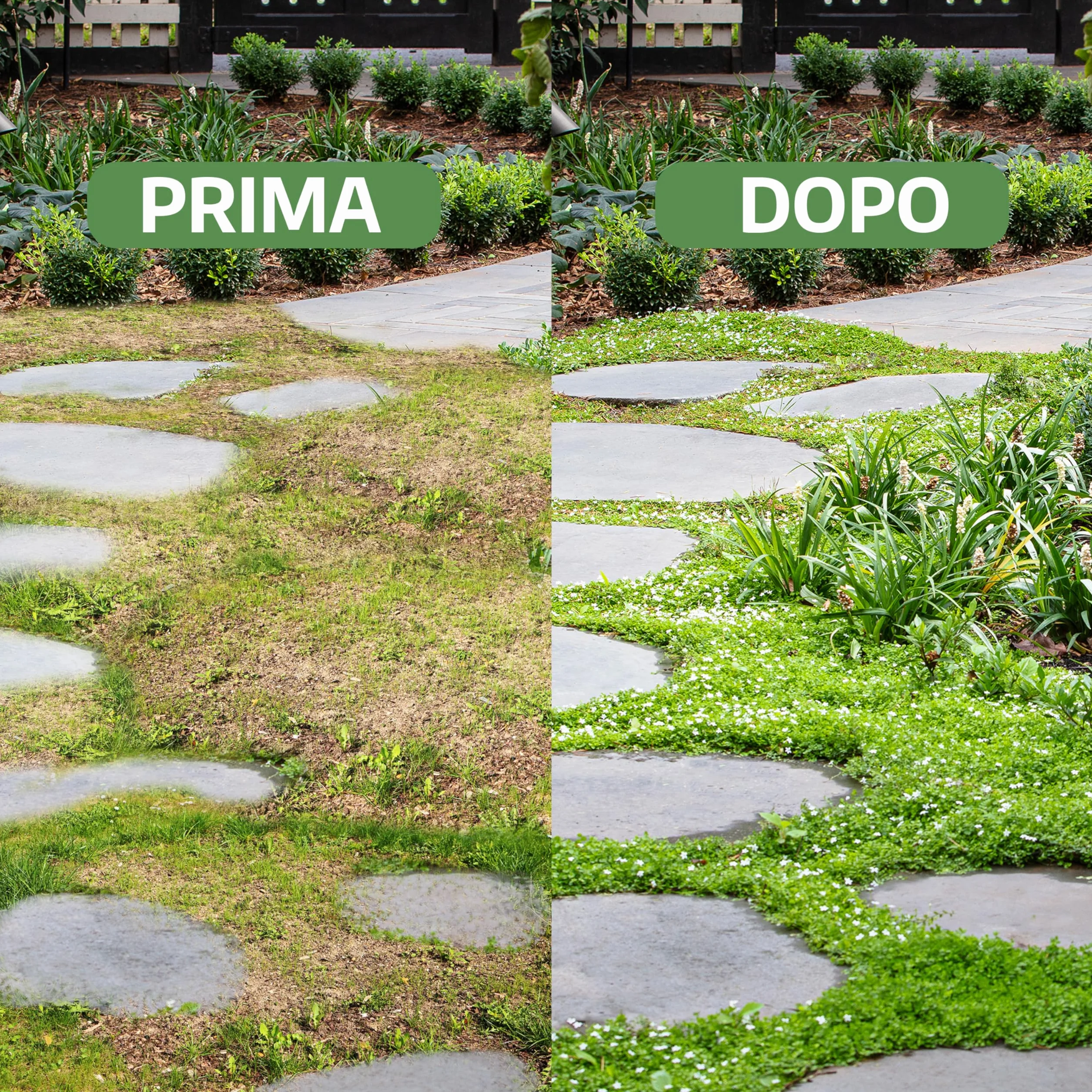 LERAVA® Dichondra repens [Nie wymaga cięcia] - 20m² - Ekstremalna odporność na warunki atmosferyczne i deptanie - Nasiona Dichondra repens - obszarów zacienionych i słonecznych - Made in Italy - 200g