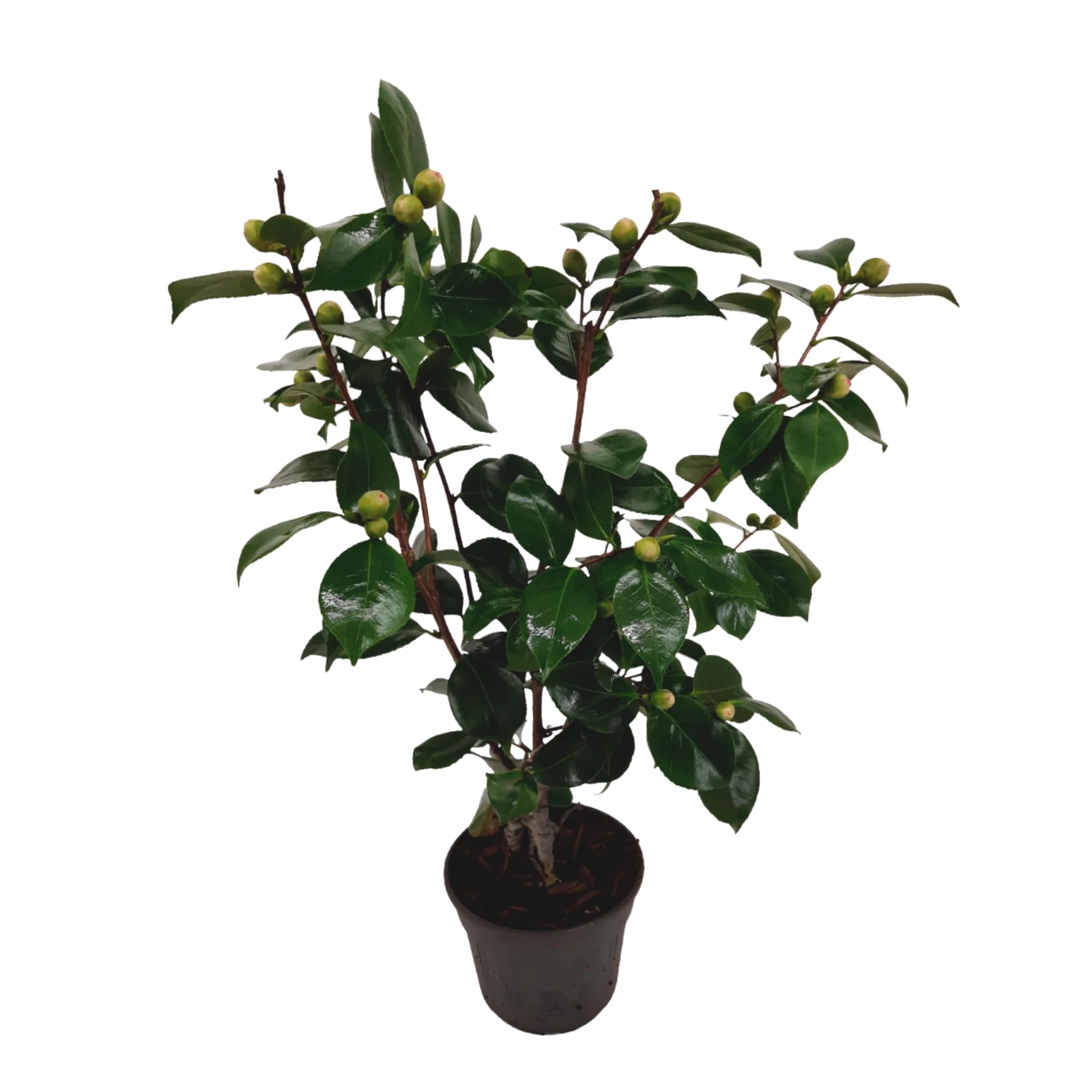 Camellia japonica Bonomiana Roślina zimoodporna Doniczka 15cm Wysokość 50-60cm