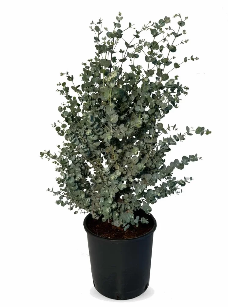 Eucalyptus Gunnii Azura drzewo mrozoodporne 90 cm srebrzysto-zielone liście
