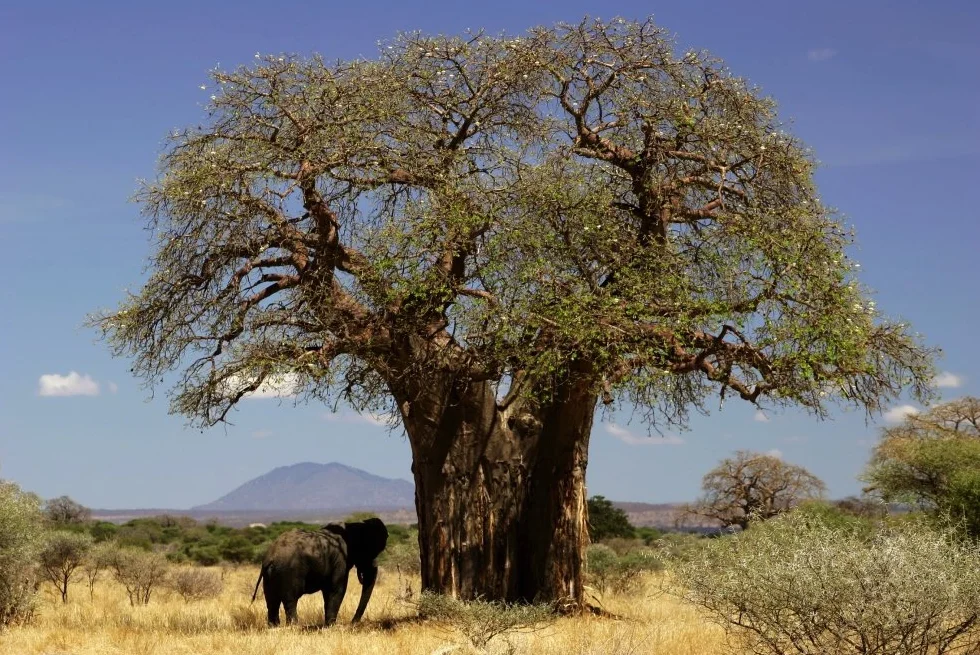 SAFLAX Adansonia digitata Afrykańskie Drzewo Baobabu 6 Nasiona