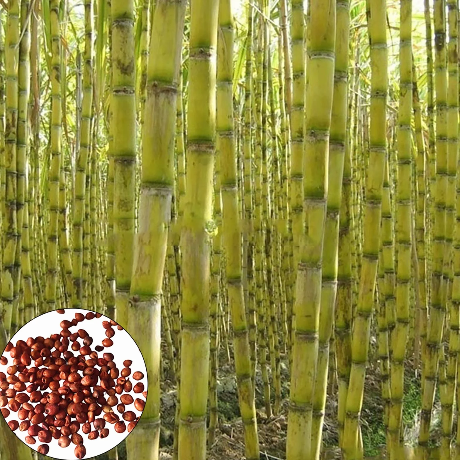 Generic Nasiona trzciny cukrowej, 200 szt. Nasiona trzciny produktywne jadalne pożywne szybki wzrost smaczne nasiona trzciny cukrowej do sadu Czarny