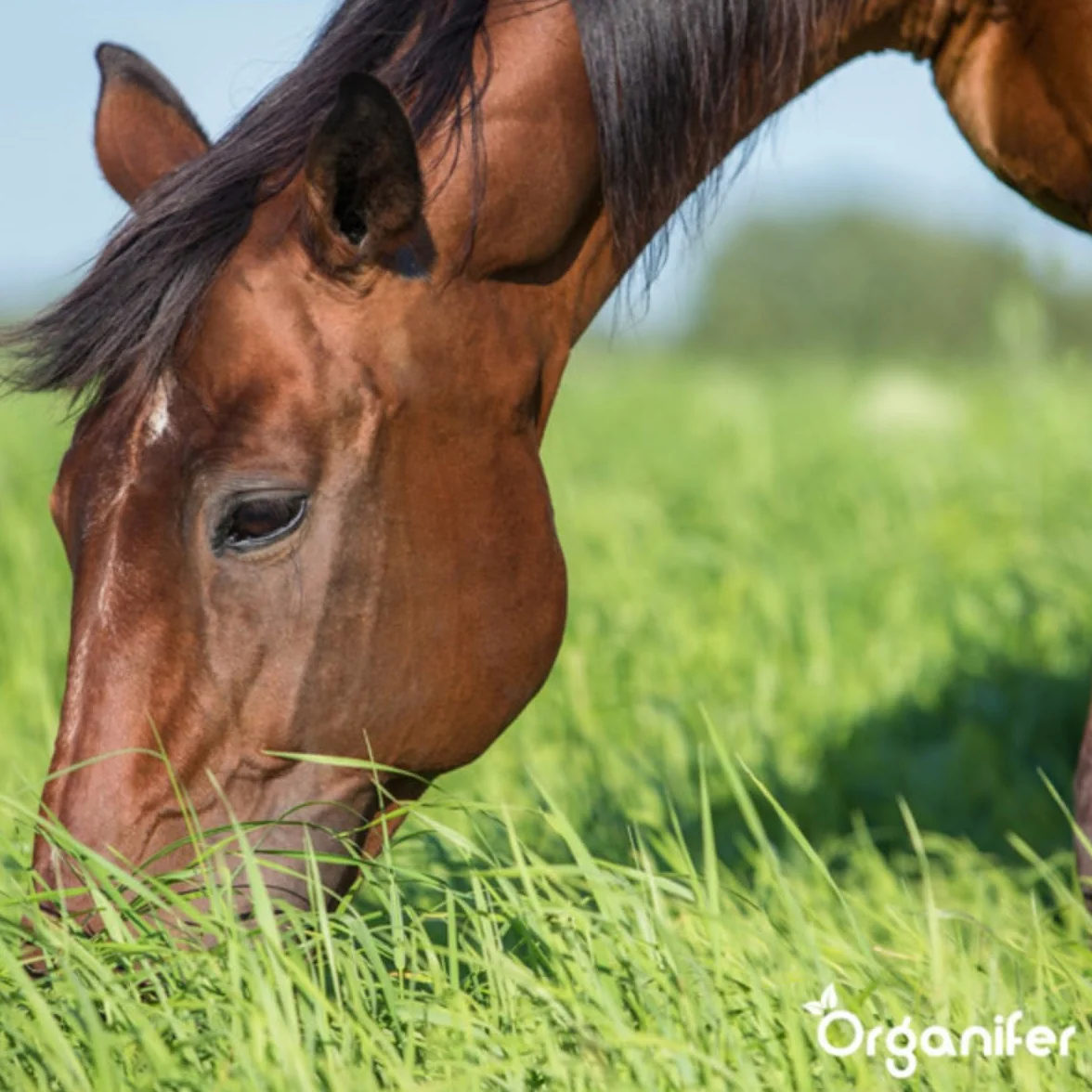 Nasiona Kentucky Bluegrass - 15 Kg - 3000 M2 - specjalnie dla koni i małych zwierząt gospodarskich – preria – mieszanka na pastwiska – certyfikowana przez holenderski NAK – Organifer
