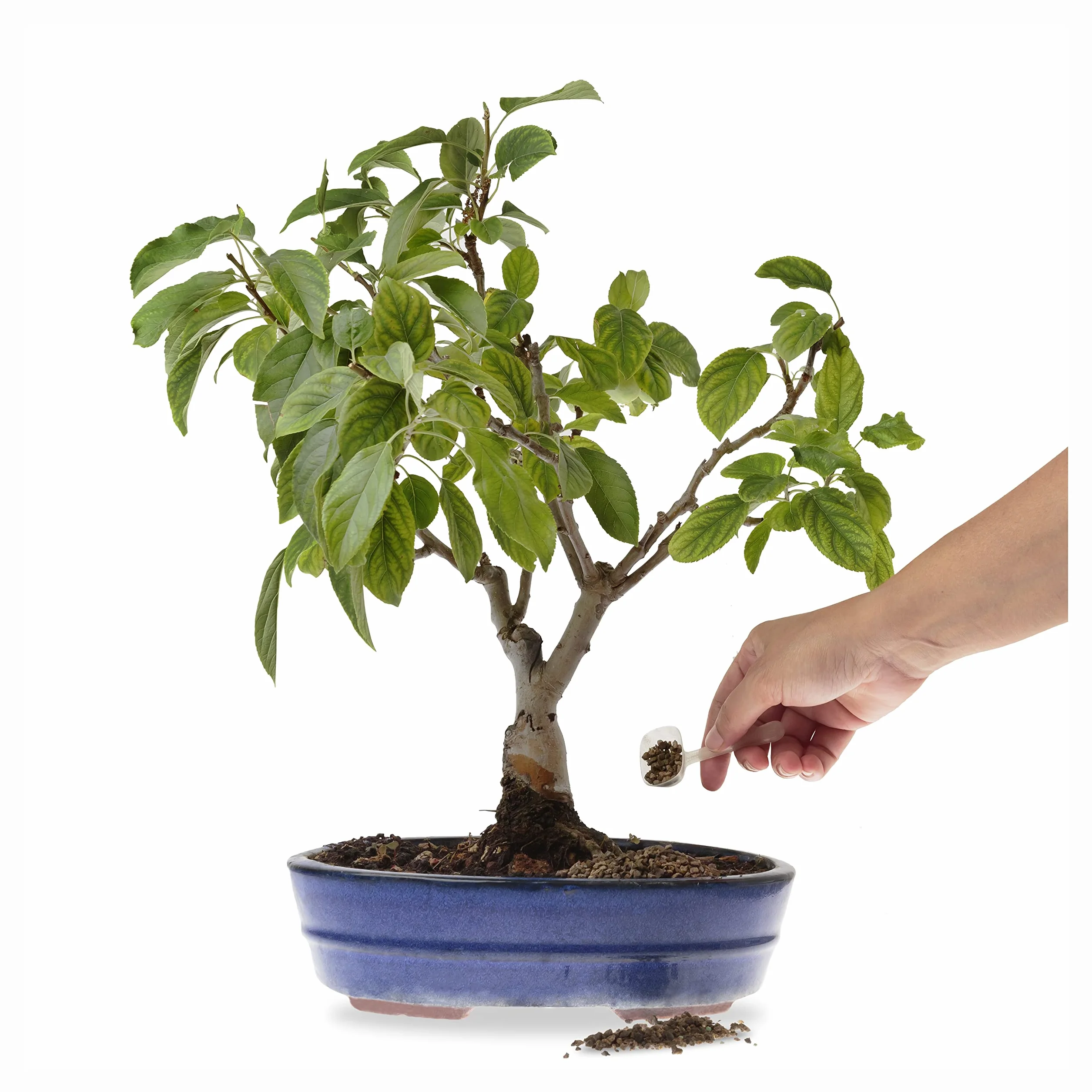 Organiczny nawóz do bonsai R&R SHOP 150g wolne uwalnianie