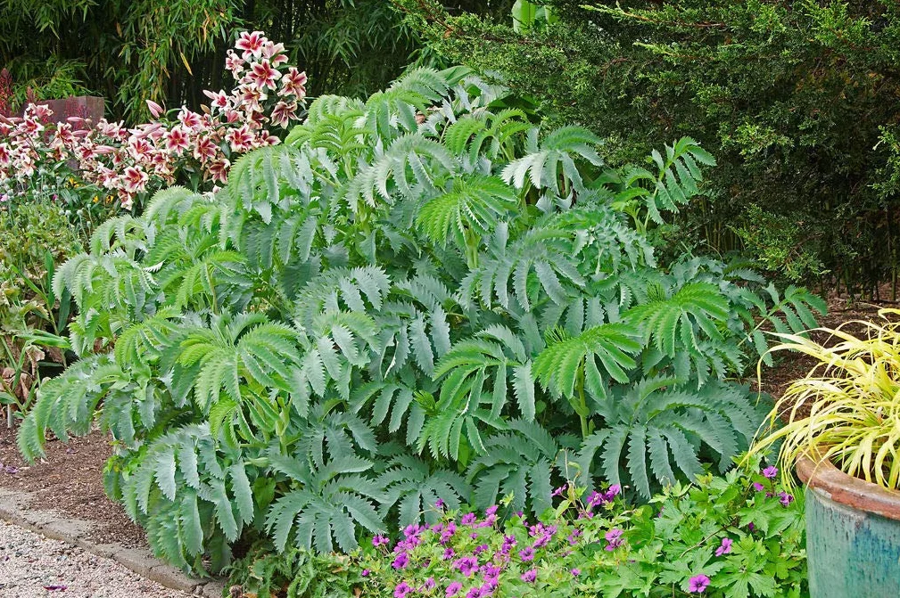 Portal Cool Melianthus Major krzew miodu 1 fortepian