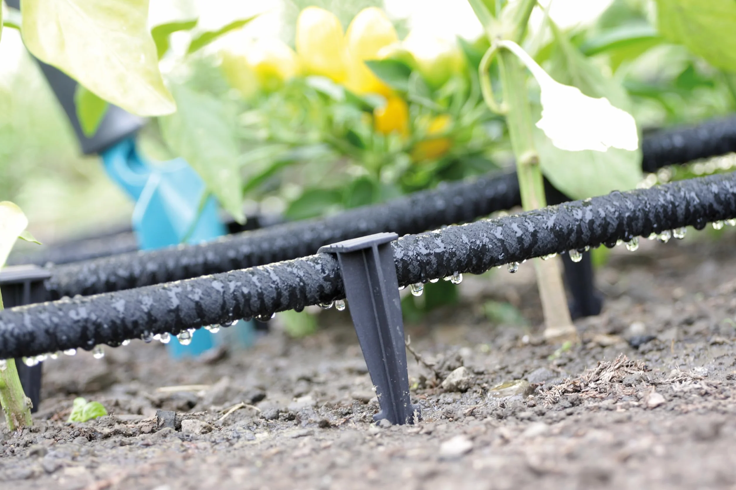 GARDENIX opakowanie 50 AquaPEG wąż ogrodowy kotwica uziemienia Spike kotwica montażowa do węża kroplowego Wtyczka węża perłowego widelec