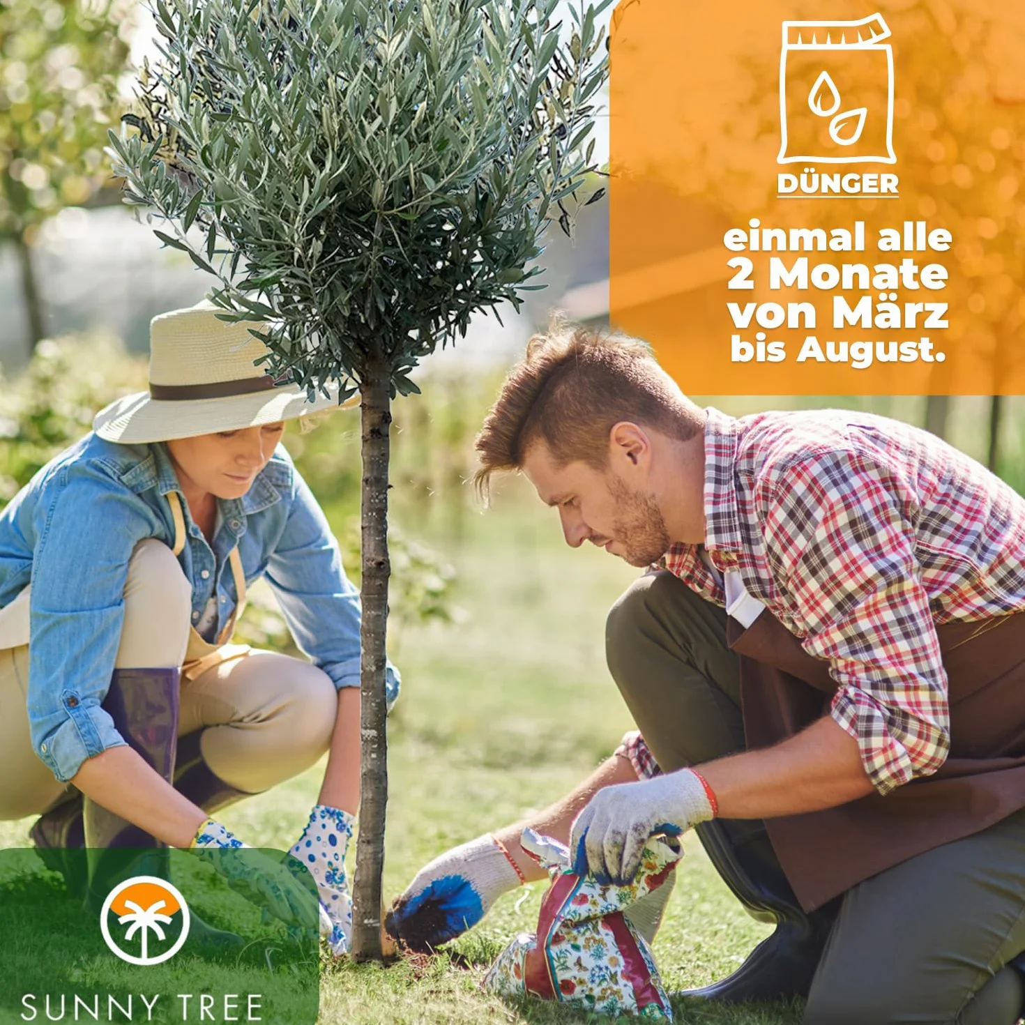 GreenWorld Drzewo Oliwkowe 160 cm Mrozoodporne do -18 C Olea Europaea Do Ogrodu