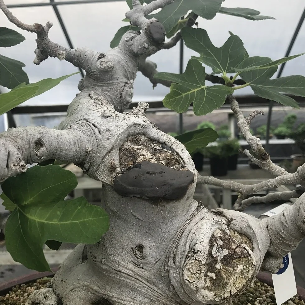 Mastyks japo?ski, pasta lecznicza specyficzna dla bonsai li?ciastych, 190 gr