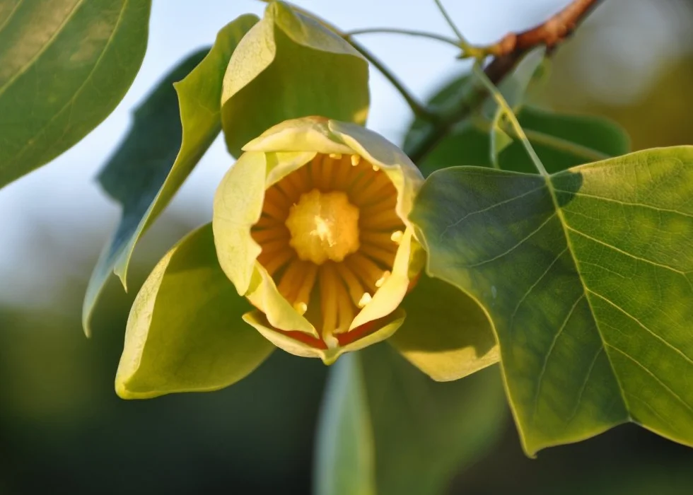 SAFLAX - Prawdziwy Tulipanowiec - 20 Nasiona - Z pożywką wolną od zarazków - Liriodendron tulipifera