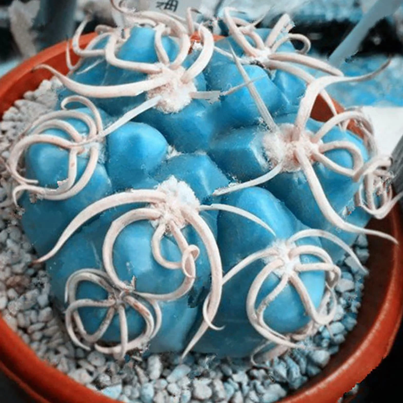 Nasiona kaktusów 100 sztuk Mini Łatwe w uprawie Dekoracyjne Bonsai do szklarni