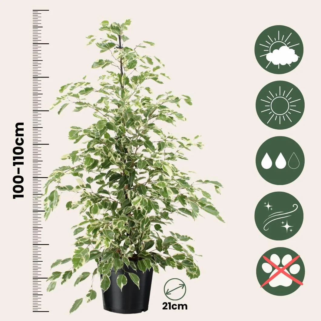Ficus Benjamina Twilight Roślina Doniczkowa 21cm 100-110cm