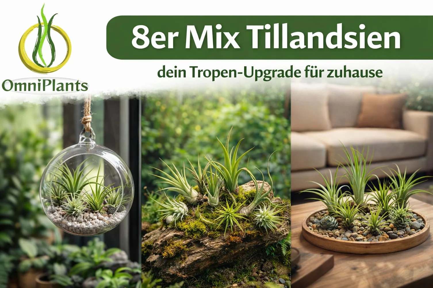 Tillandsia mieszanka 8 sztuk, Tillandsia bromeliaowate