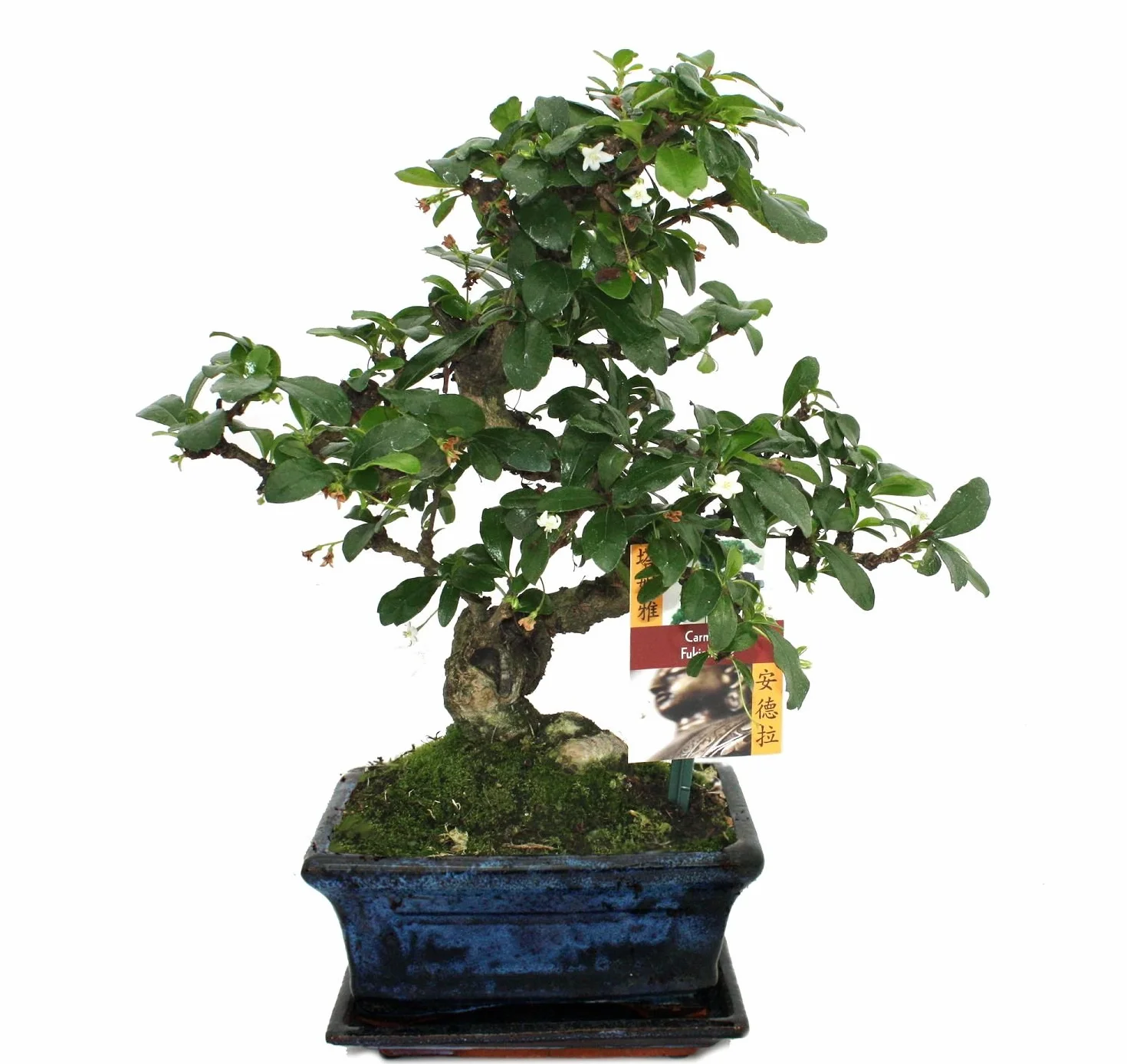 Exotenherz – bonsai karmona drobnolistna – carmona microphylla, ok. 6 lat.