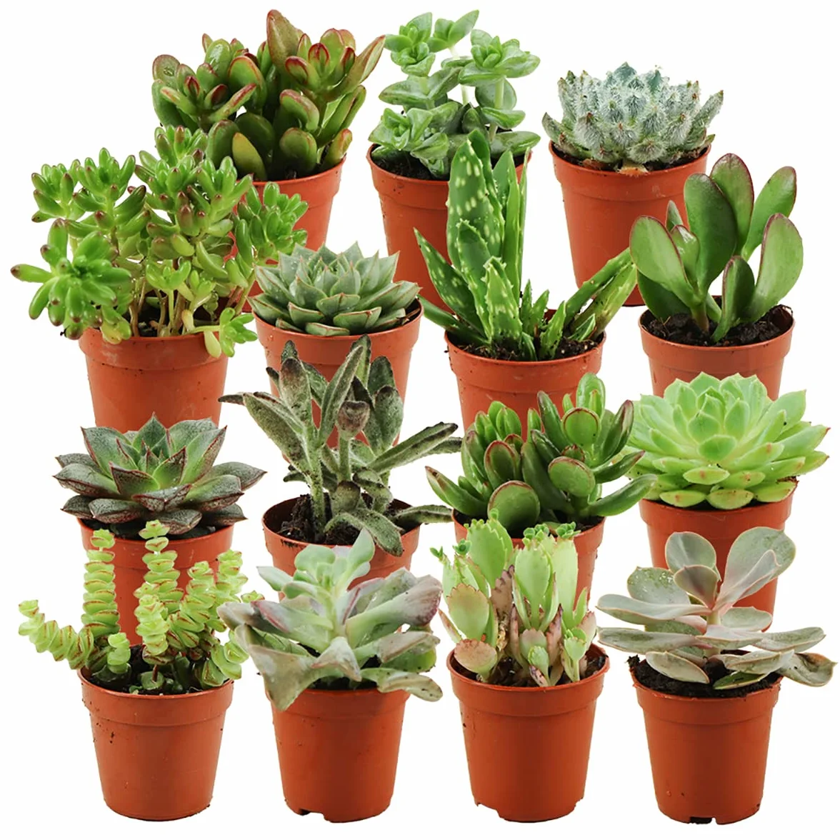 Mini Sukulenty Roślina Set 15 szt. Ø 5.5 cm Doniczka Rośliny Domowe