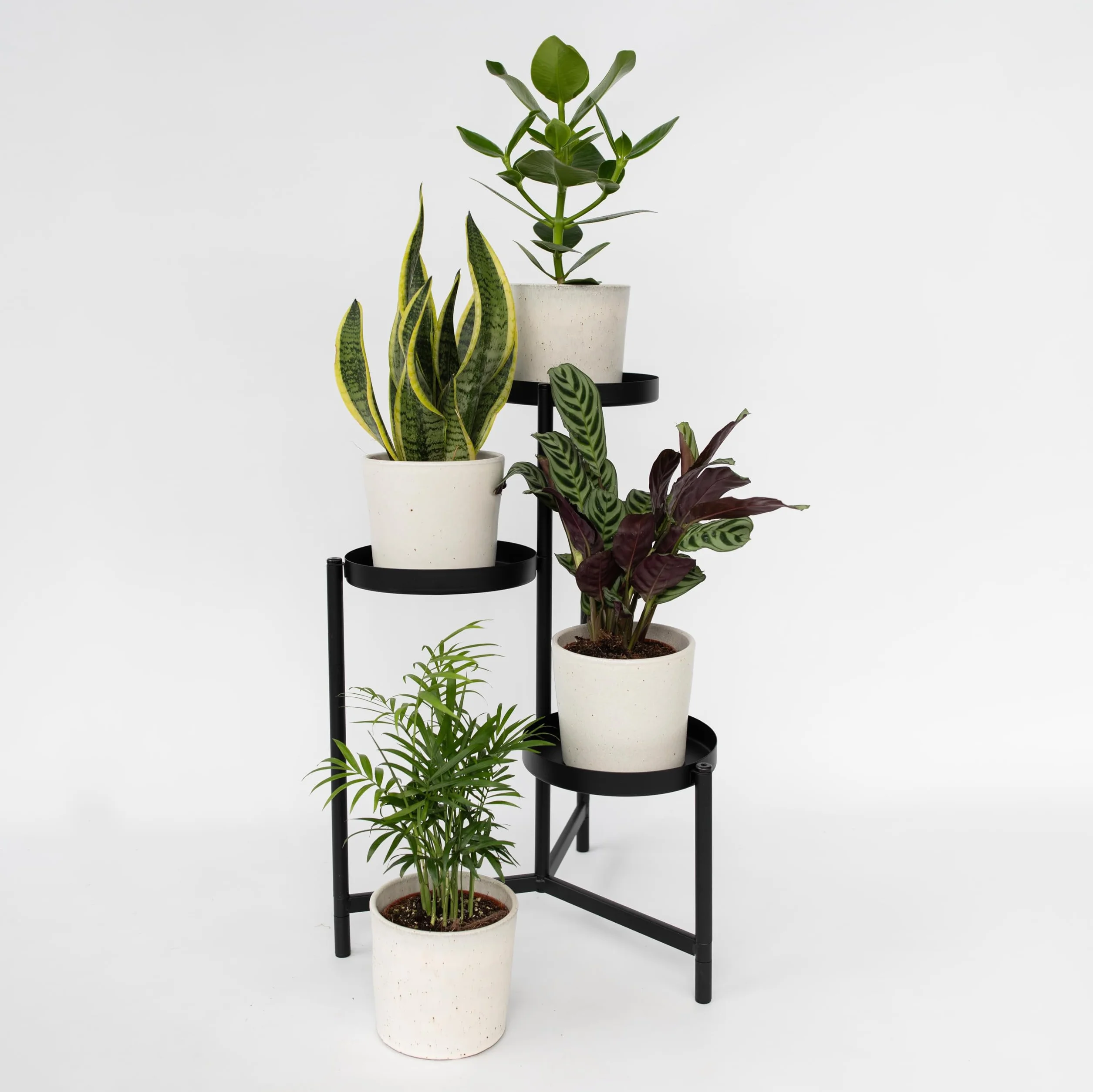 Zestaw 4 roślin domowych łatwych w pielęgnacji - Doniczka 12cm - Wysokość 25-40cm