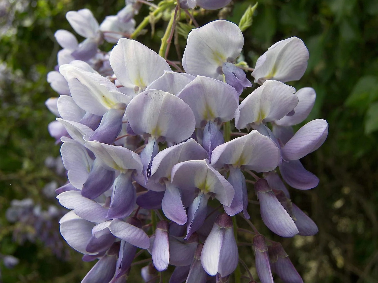Glicynia 5 nasion glicynii (glicyna)