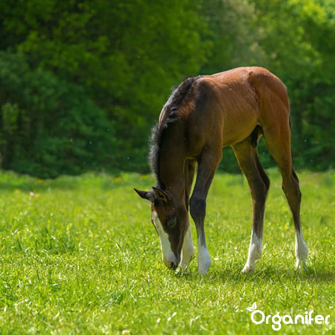 Nasiona Kentucky Bluegrass - 15 Kg - 3000 M2 - specjalnie dla koni i małych zwierząt gospodarskich – preria – mieszanka na pastwiska – certyfikowana przez holenderski NAK – Organifer