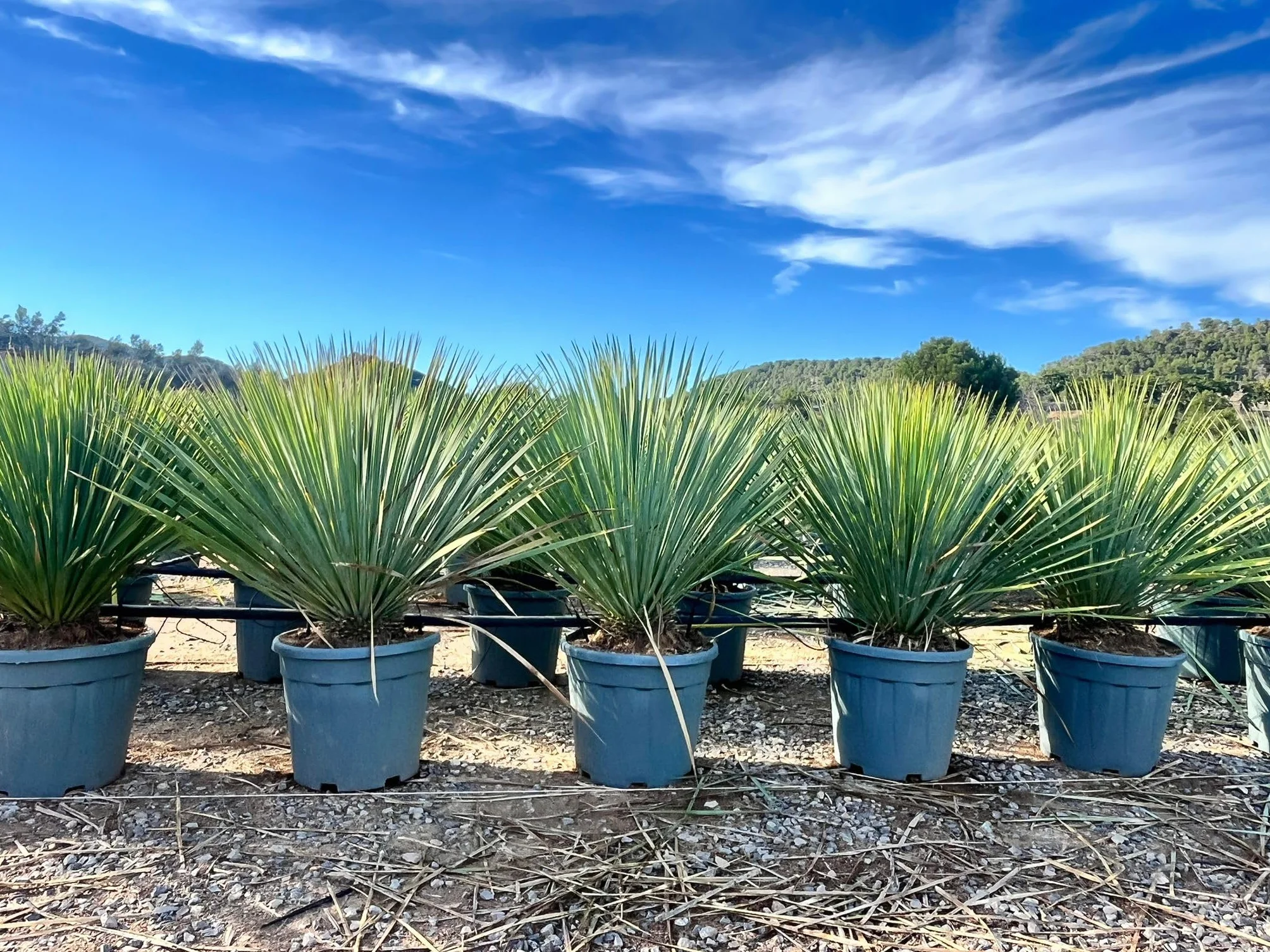 Yucca Rostrata Blue Palmlellie 100 cm Roślina odporna na temperaturę do -20°C