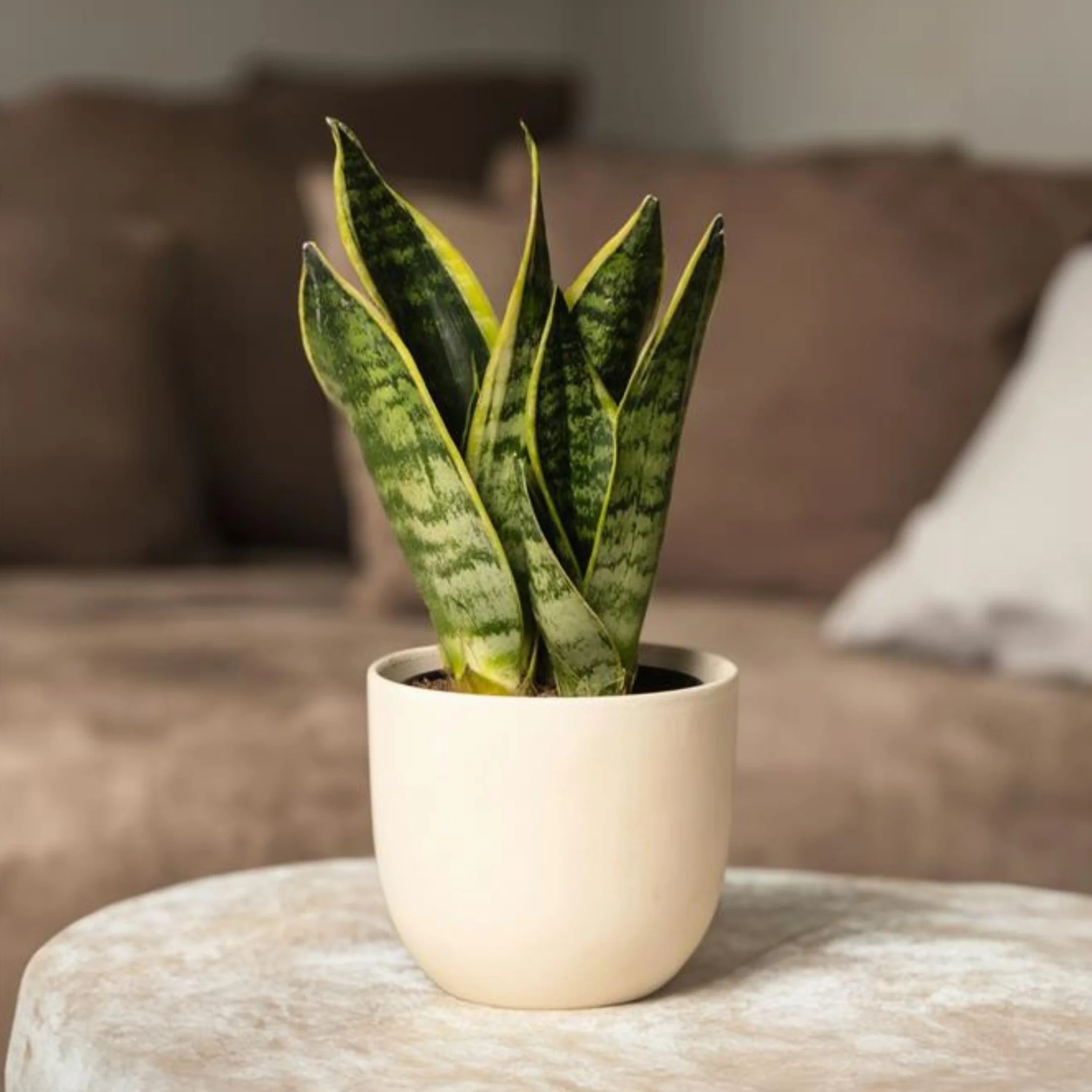 Plant in a Box - Wężownica - Język teściowej - Zestaw 2 sztuk - Sansevieria 'Futura Superba' - Doniczka 12cm - Wysokość 35-40cm