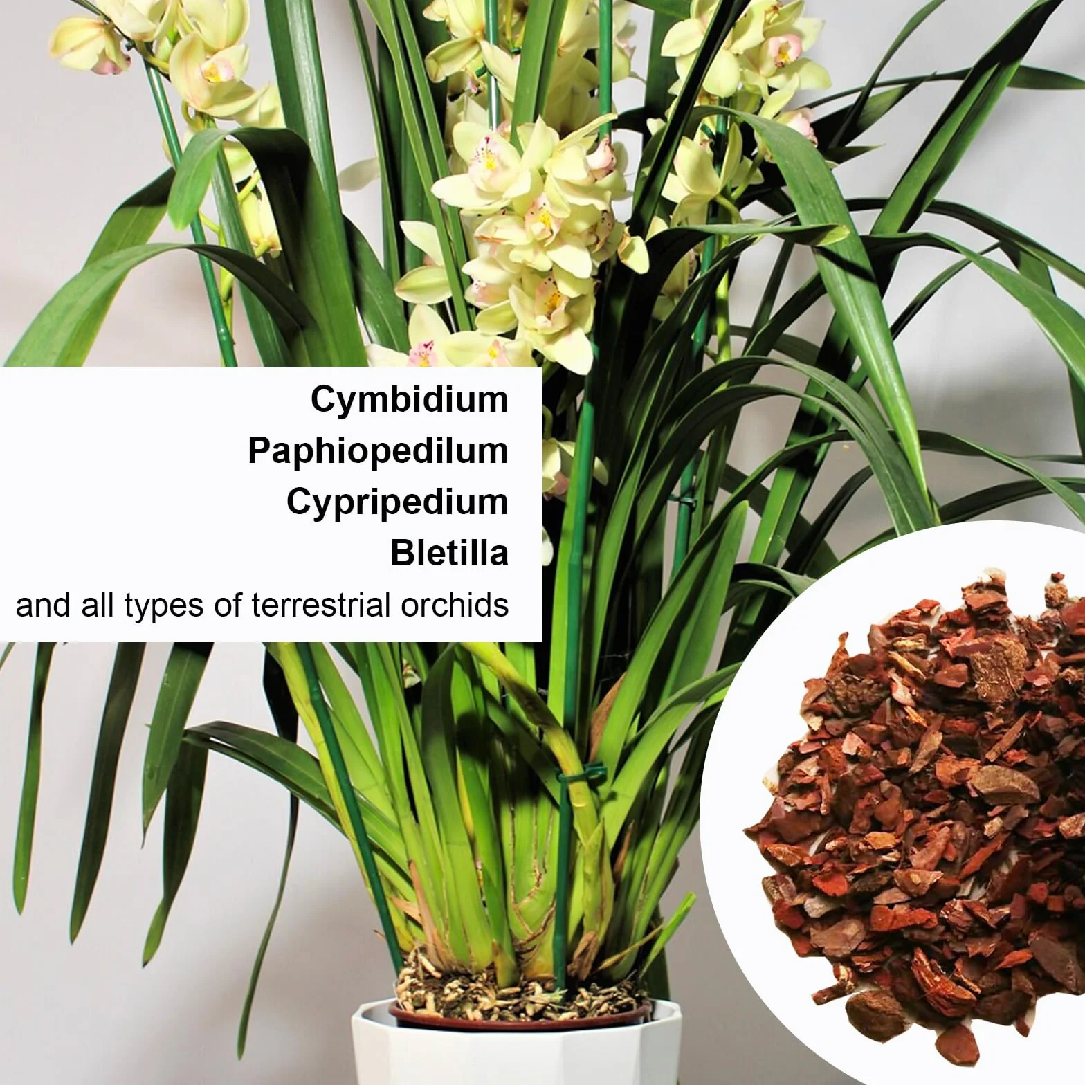 Kalapanta - Ziemia doniczkowa do storczyków Cymbidium. Mieszanka kory i torfu. Profesjonalne. Organiczny 100% naturalny, 2 litry