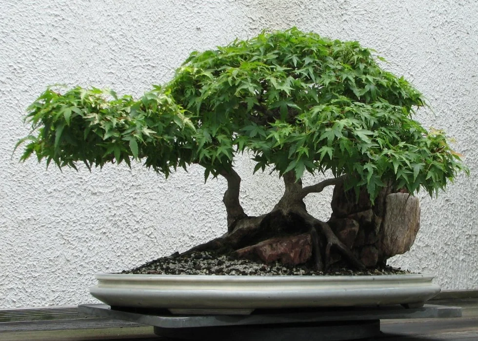 Czerwony Klon Japoński Acer palmatum Bonsai - 20 Nasiona SAFLAX