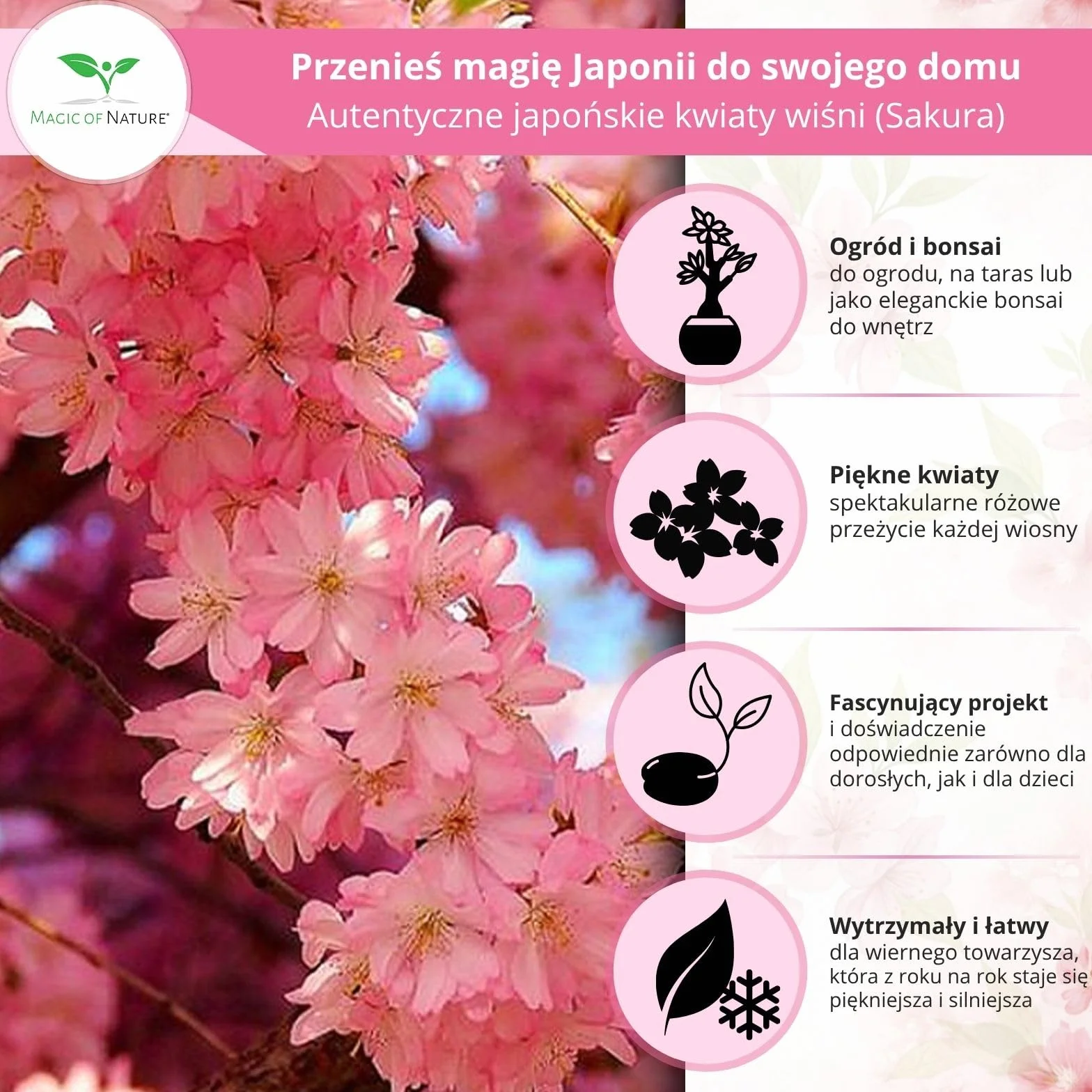 Magic of Nature Wiśnia Japońska 10 Szt - Nasiona Sakura Kwiaty - Drzewo Mrozoodporne Wieloletnie - Różowy Sen do Ogrodu i Bonsai