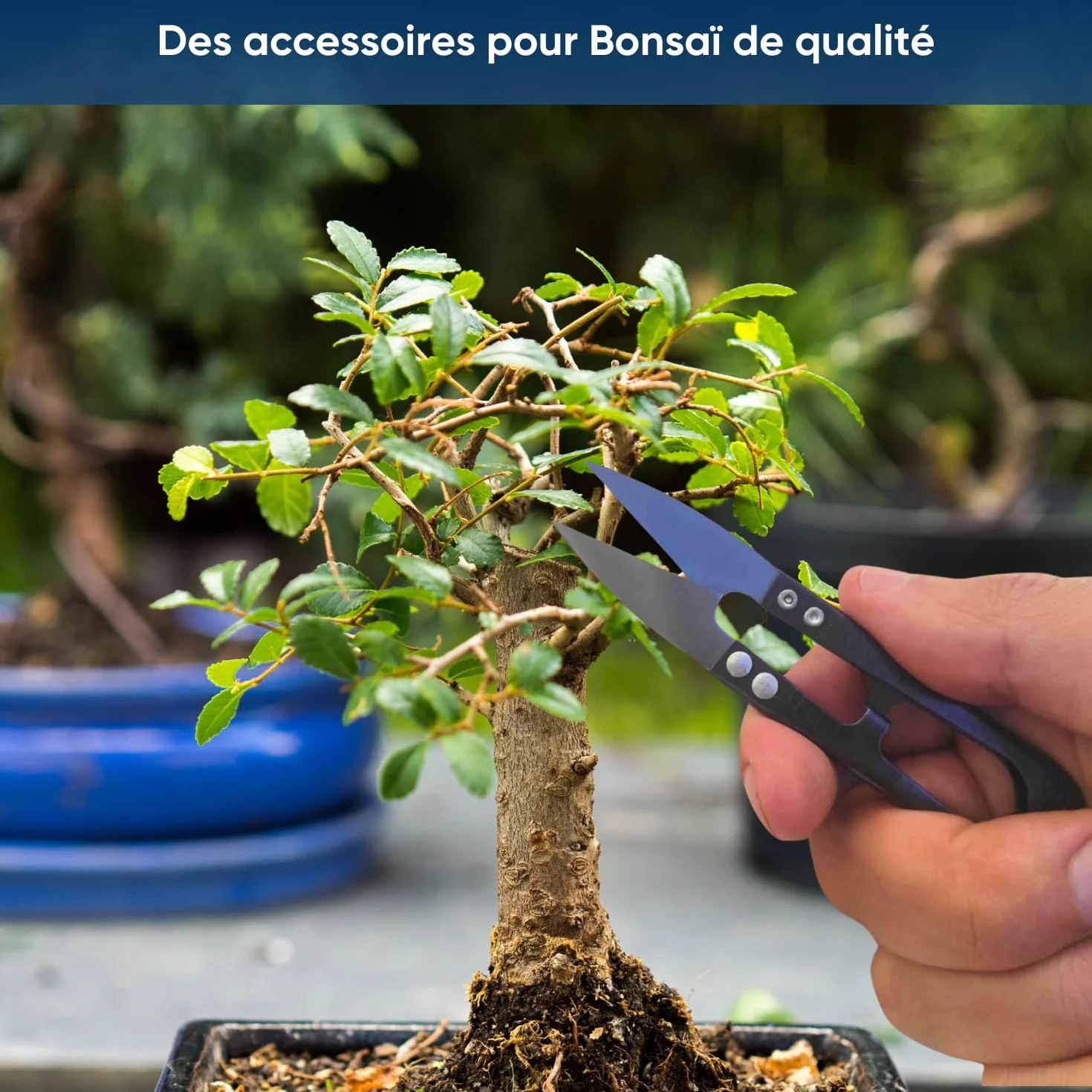 NOPALIA® Zestaw Bonsai do uprawy z nasionami, prezent dla dorosłych i dzieci