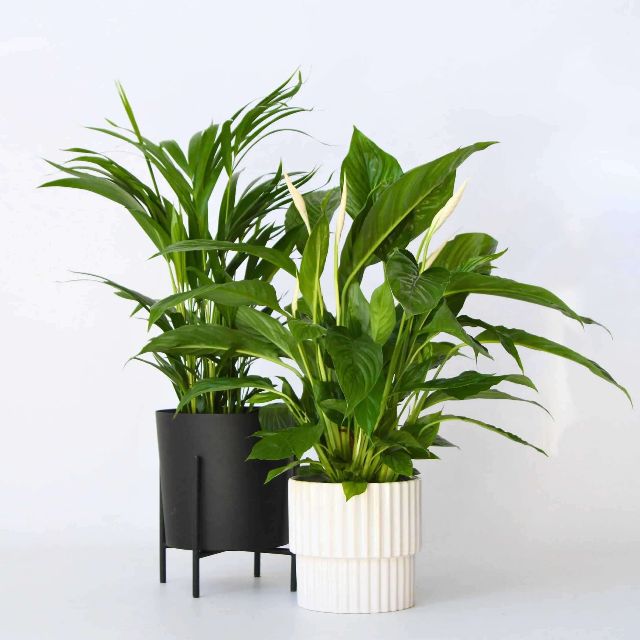 Plant in a Box Skrzydłokwiat Areca Zestaw oczyszczający powietrze Wysokość 60-75cm Doniczka 17cm