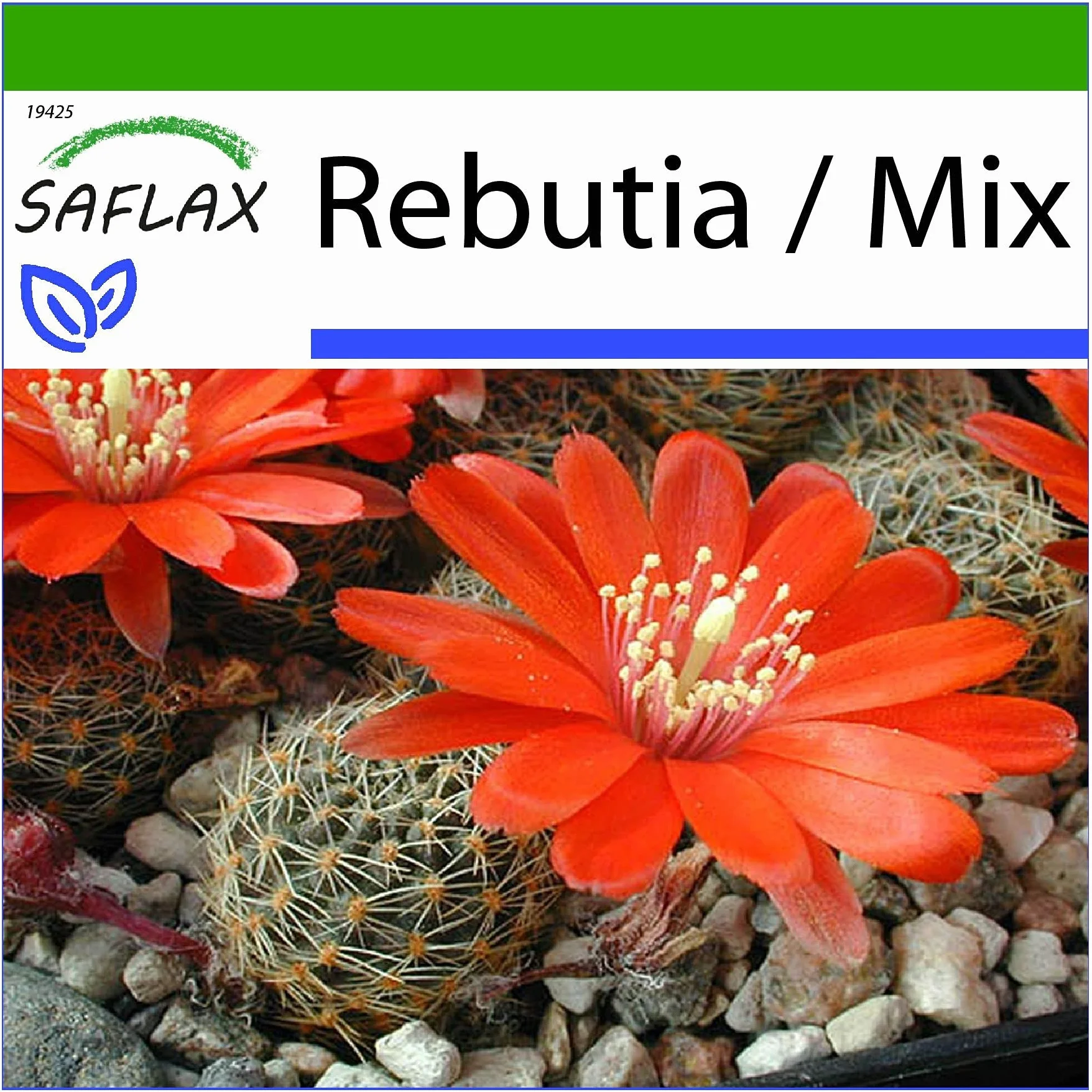 SAFLAX Rebutia Mix Argentyński Kaktus Karłowaty 40 Nasiona z Pożywką