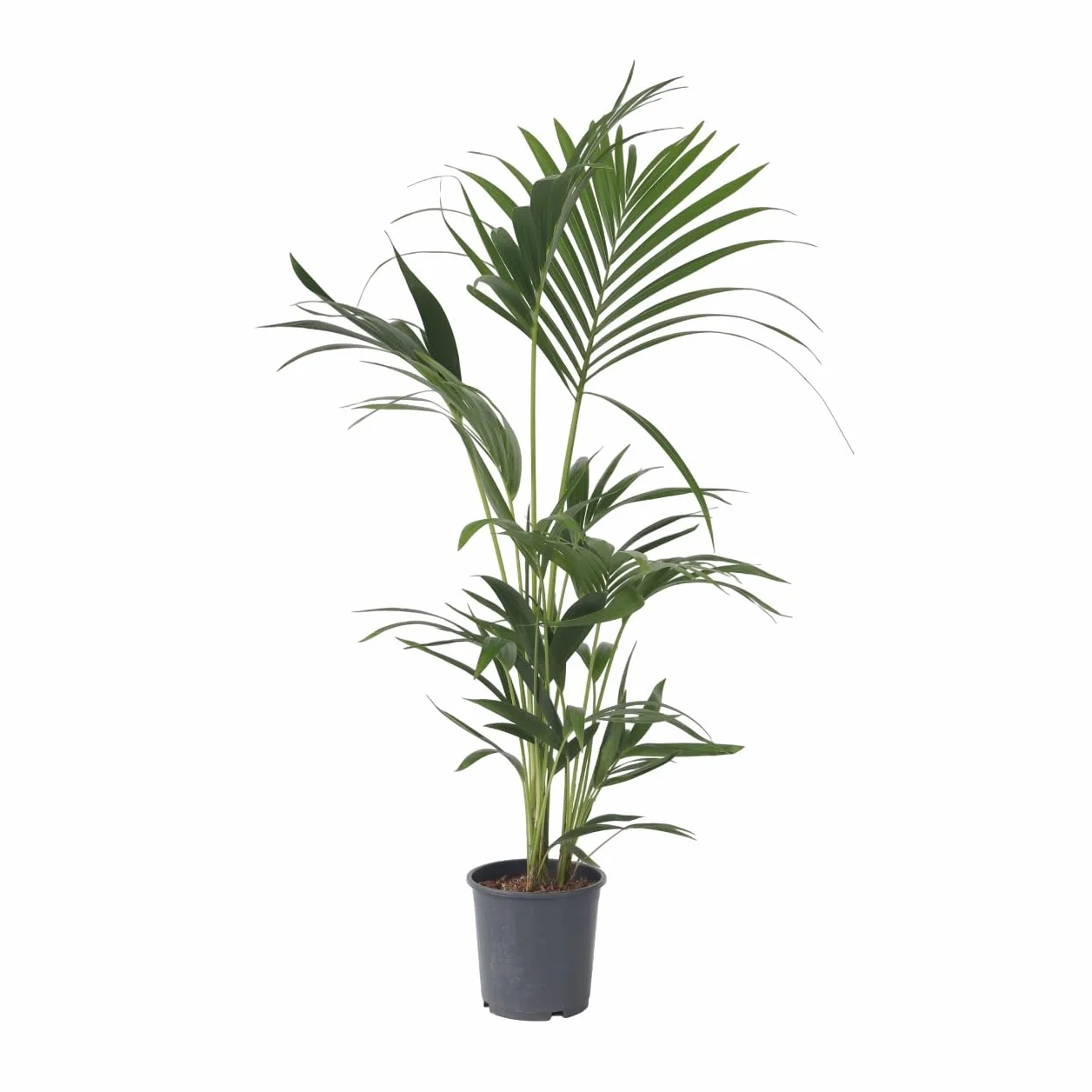 Howea Forsteriana Kentia Palma 18cm 90-100cm Roślina Domowa