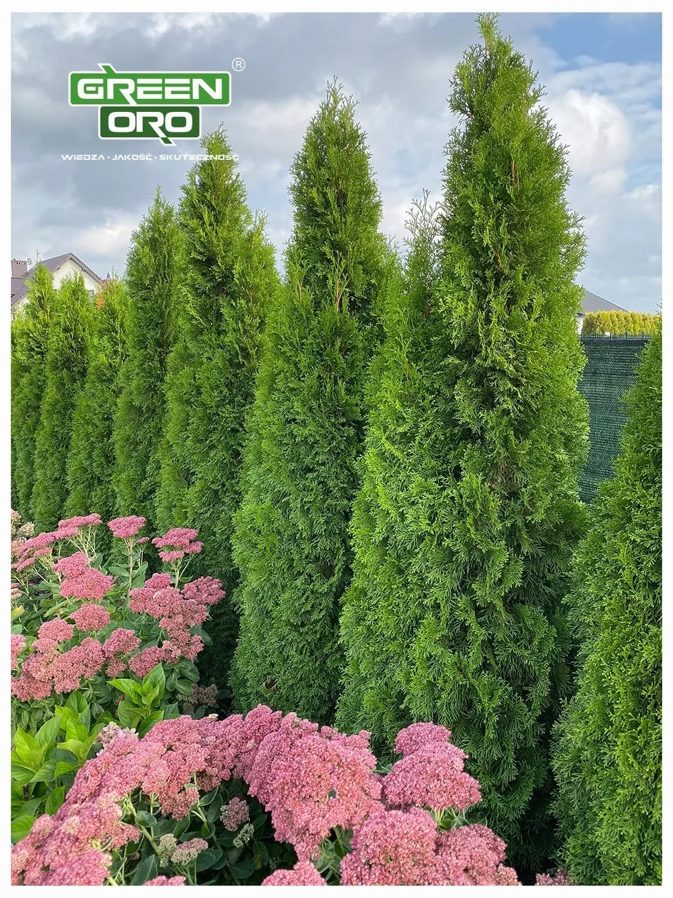 Nawóz potasowy POTASSIUM 60% 5KG do trawnika warzyw drzew owocowych
