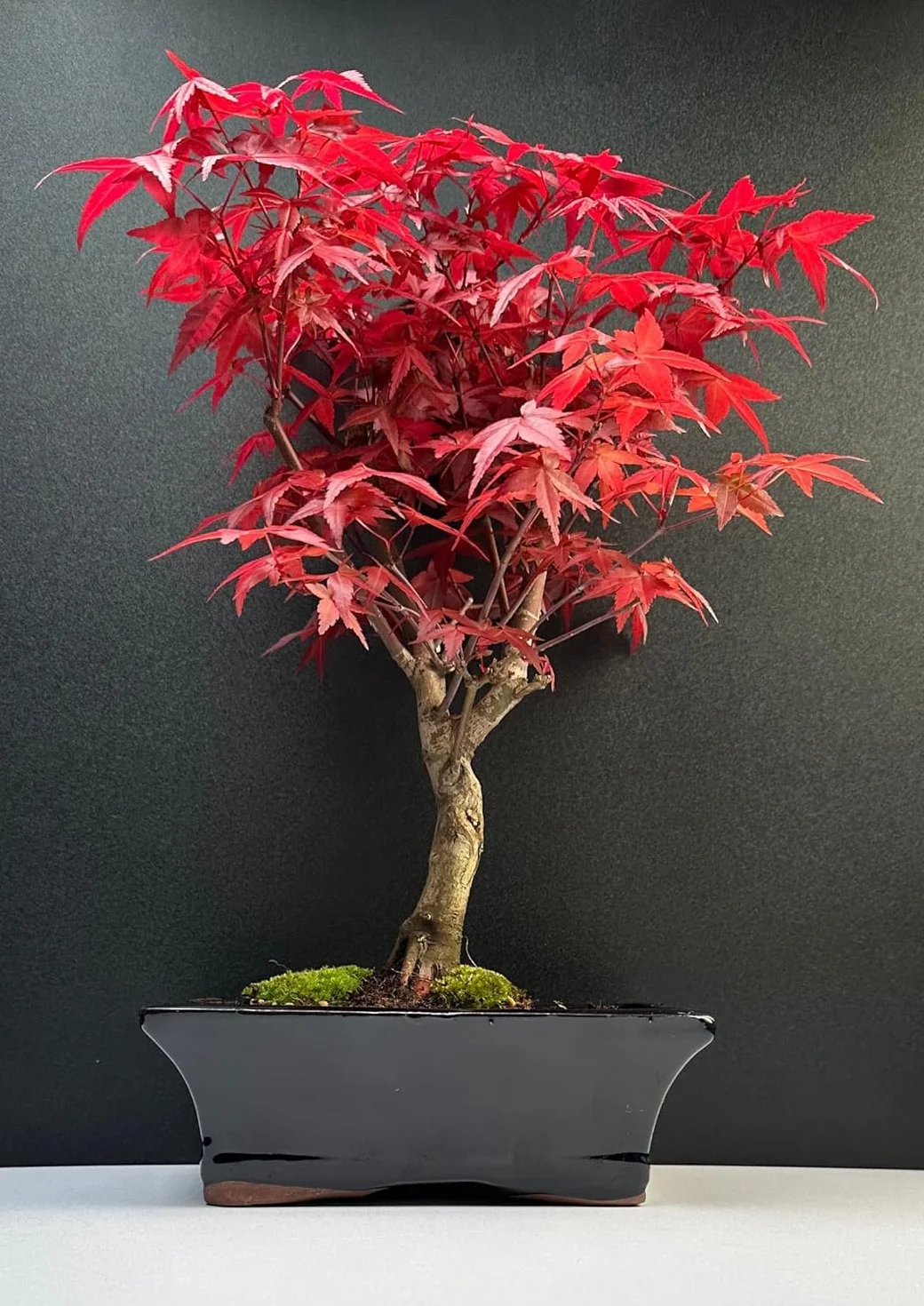 Bonsai z ceramiczną doniczką - 20 cm miska ok. 6 lat, Acer Deshojo/japoński klon wachlarzowy - Acer (klon) Bonsai/Ligustrum, Ficus, Carmona, Podocarpus, chiński elm - ok. 9-11 lat